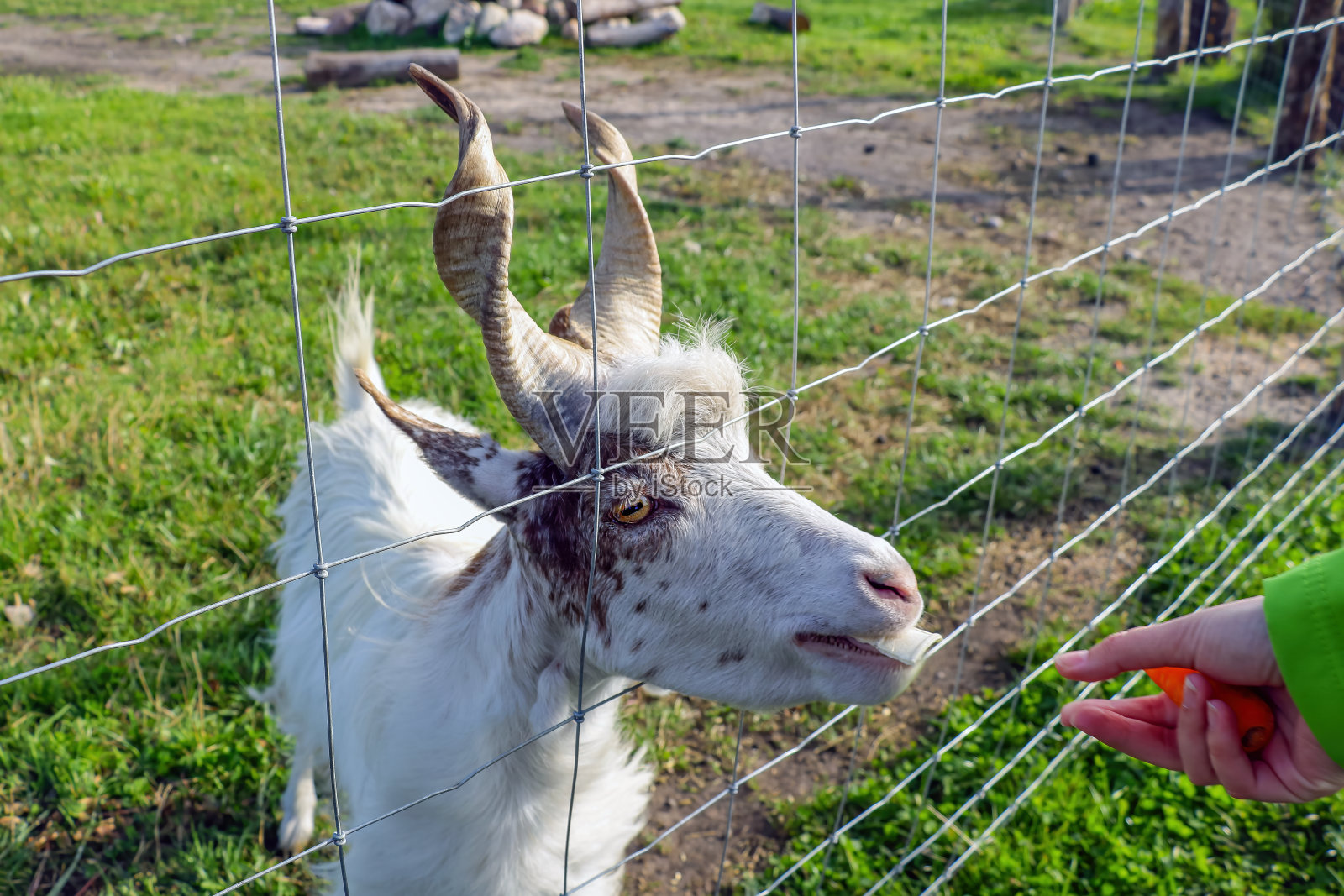 一只大山羊吃了一个男人手里的胡萝卜。有选择性的重点。照片摄影图片