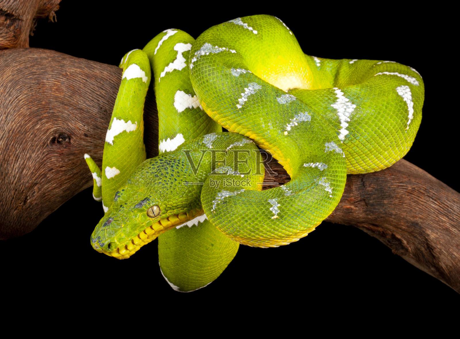 靠近翡翠树蟒蛇挂在树枝上。照片摄影图片