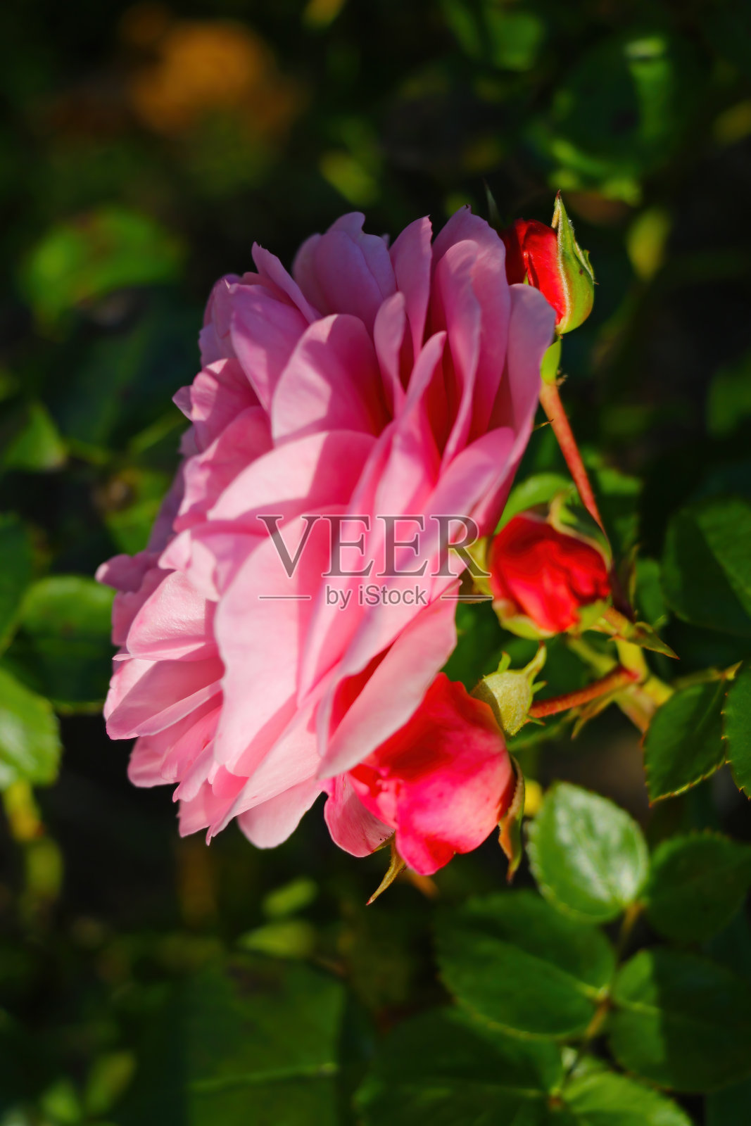 的焦点。看到美丽的红玫瑰花园。照片摄影图片