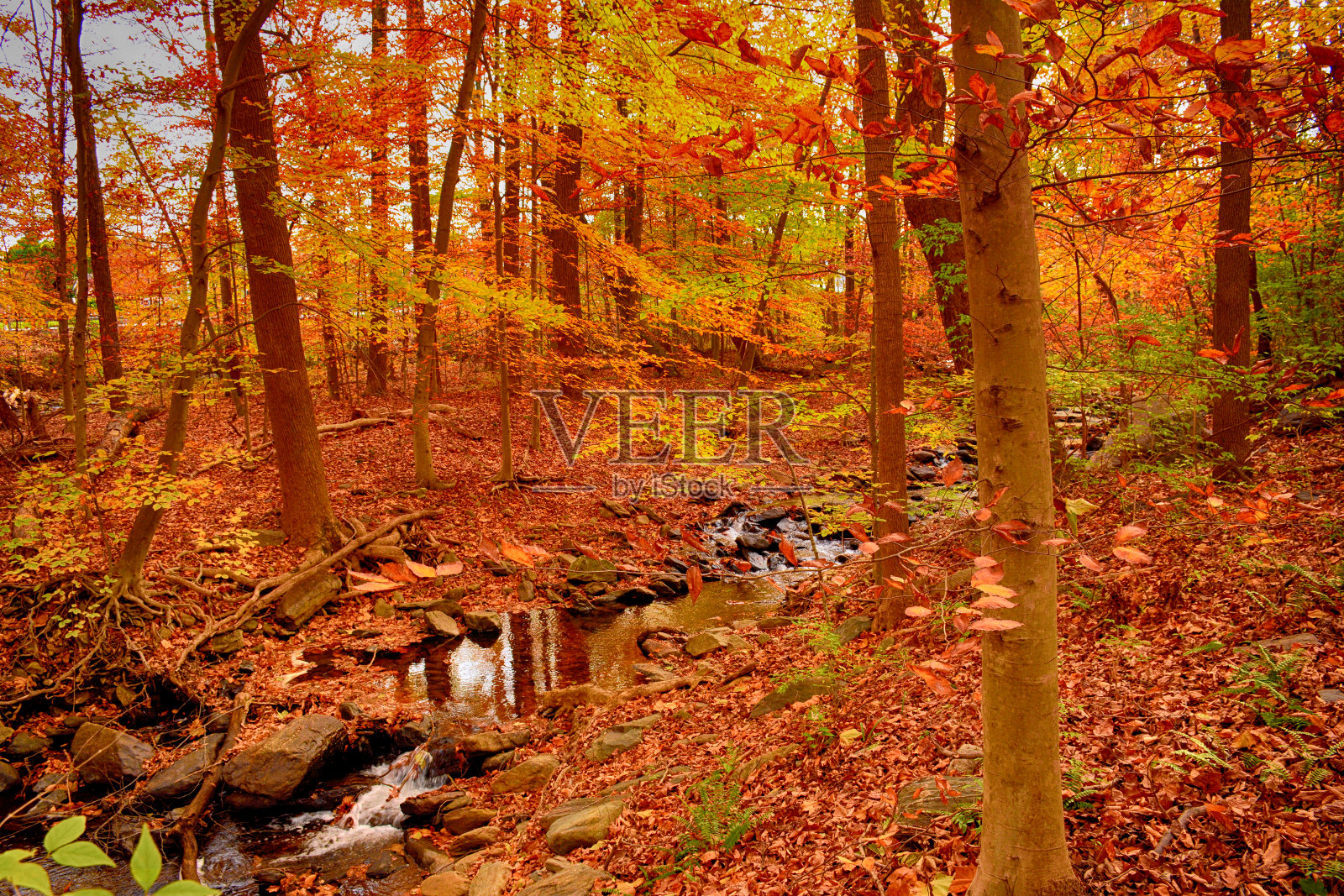 秋天在维吉尼亚州照片摄影图片