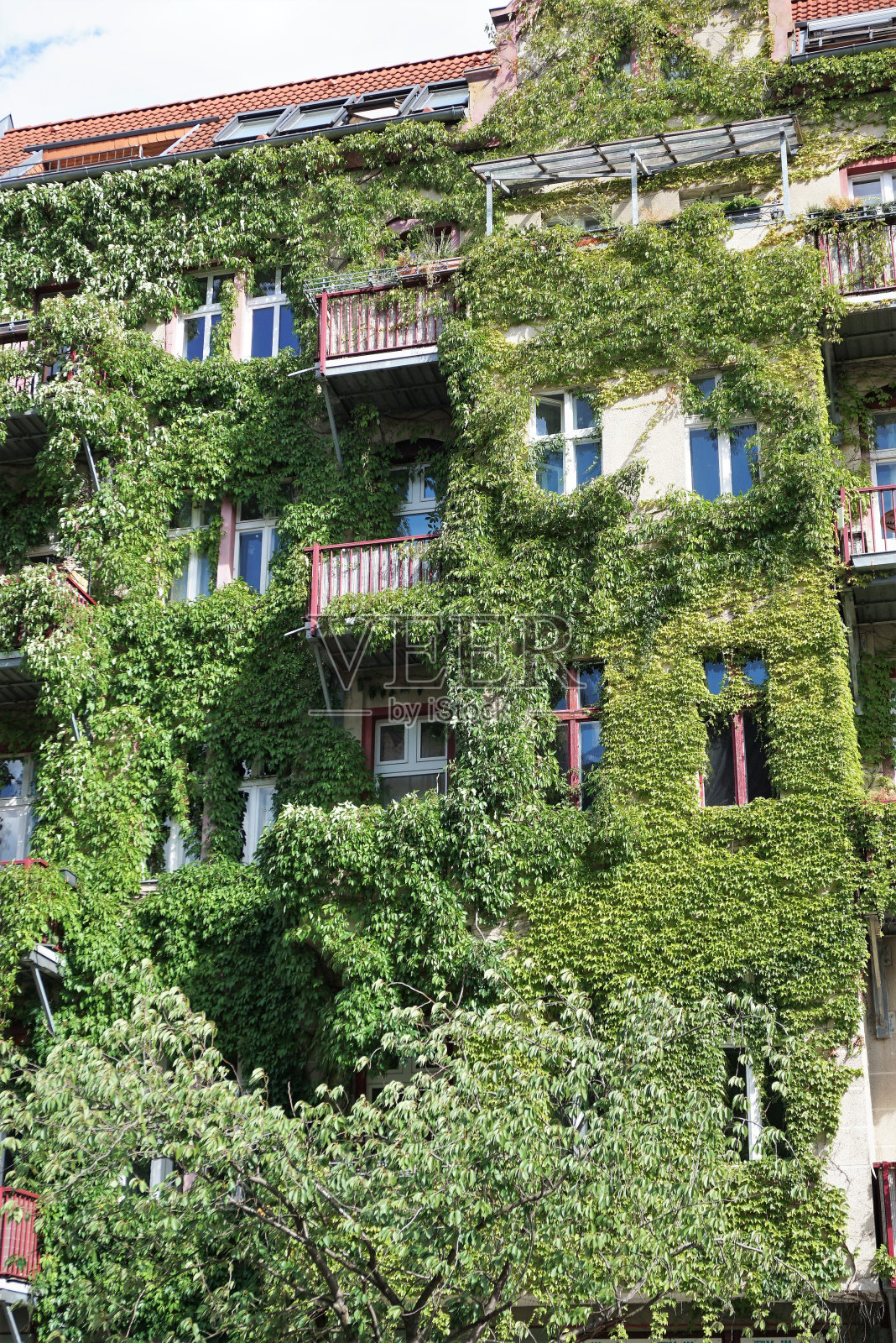 绿色的墙照片摄影图片