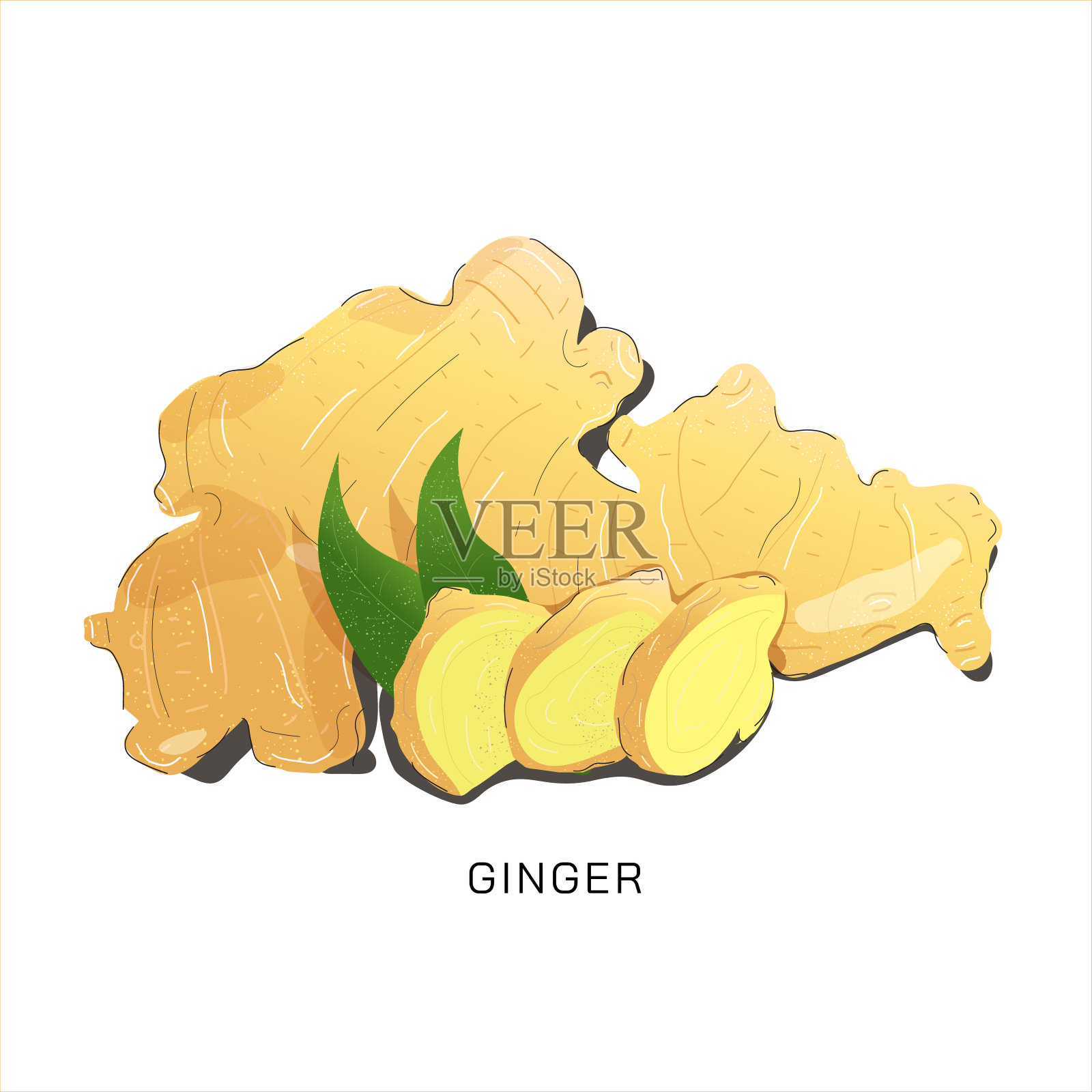 说明姜
说明姜
说明姜
说明姜插画图片素材