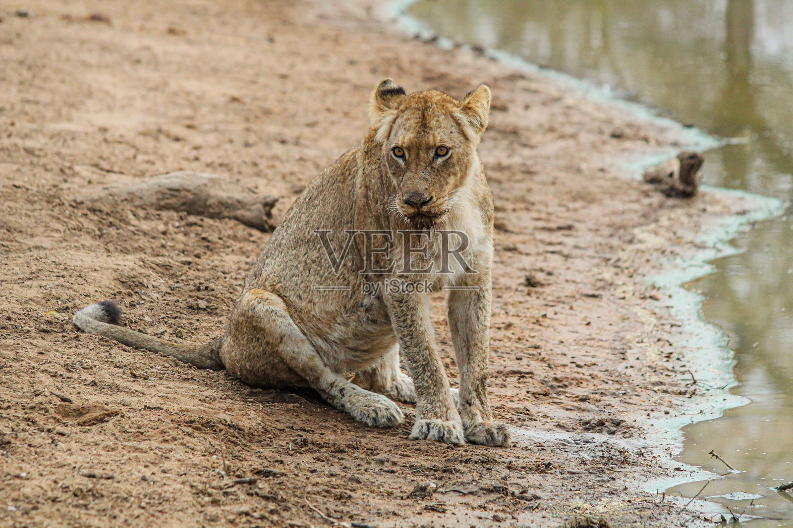 母狮照片摄影图片