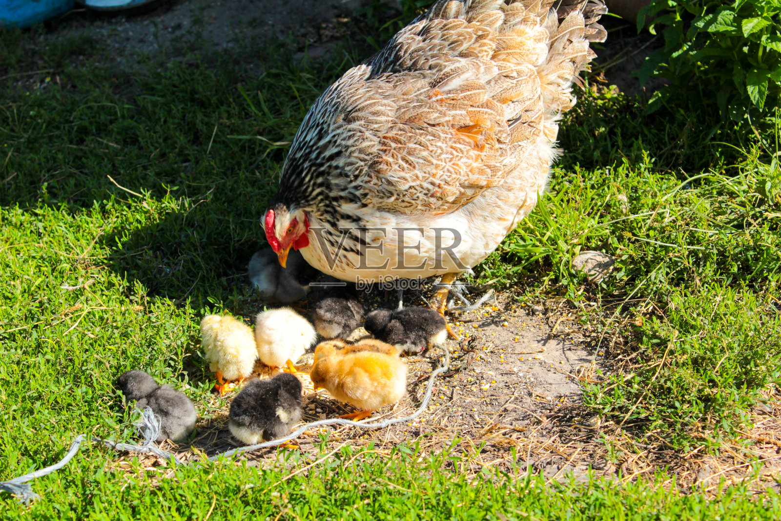 妈妈抱着小鸡在草地上吃草照片摄影图片