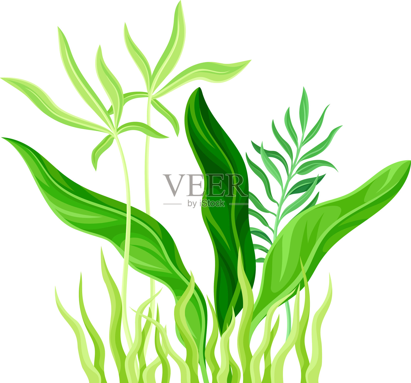 茎上的绿色热带叶为自然元素插画图片素材