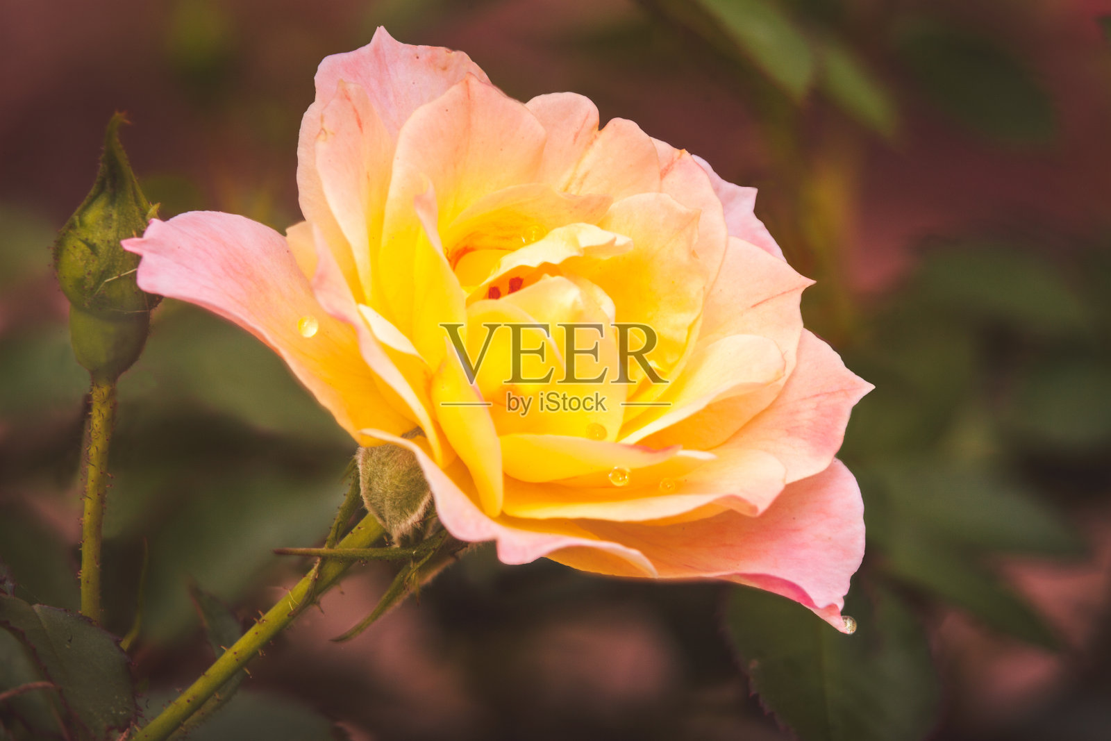 粉色玫瑰照片摄影图片