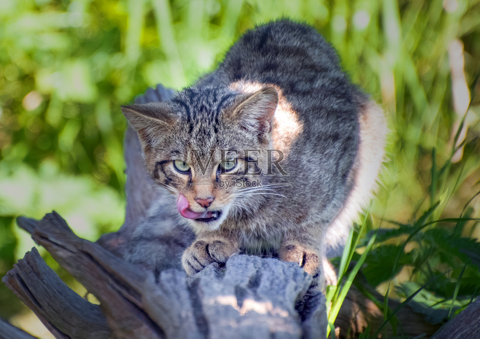 苏格兰野猫照片摄影图片