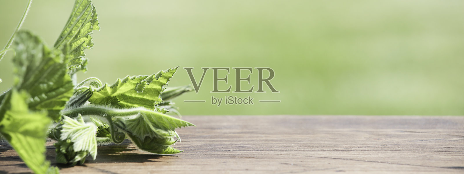 秋天,大自然的概念。绿色的南瓜叶子在棕色的木头和绿色的背景上。为你的文本复制空间。选择性fosuce。照片摄影图片