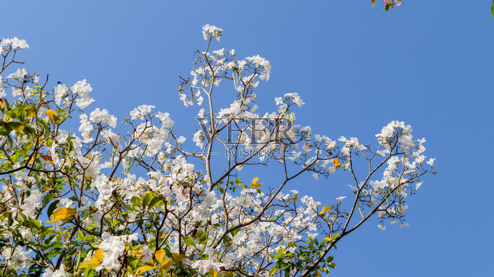 塔布叶玫瑰树白花。照片摄影图片