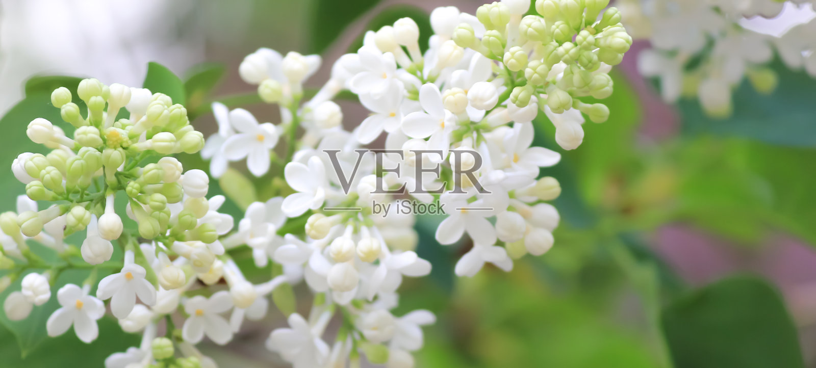 在春天阳光明媚的日子里，有一束柔嫩的紫丁香。照片摄影图片