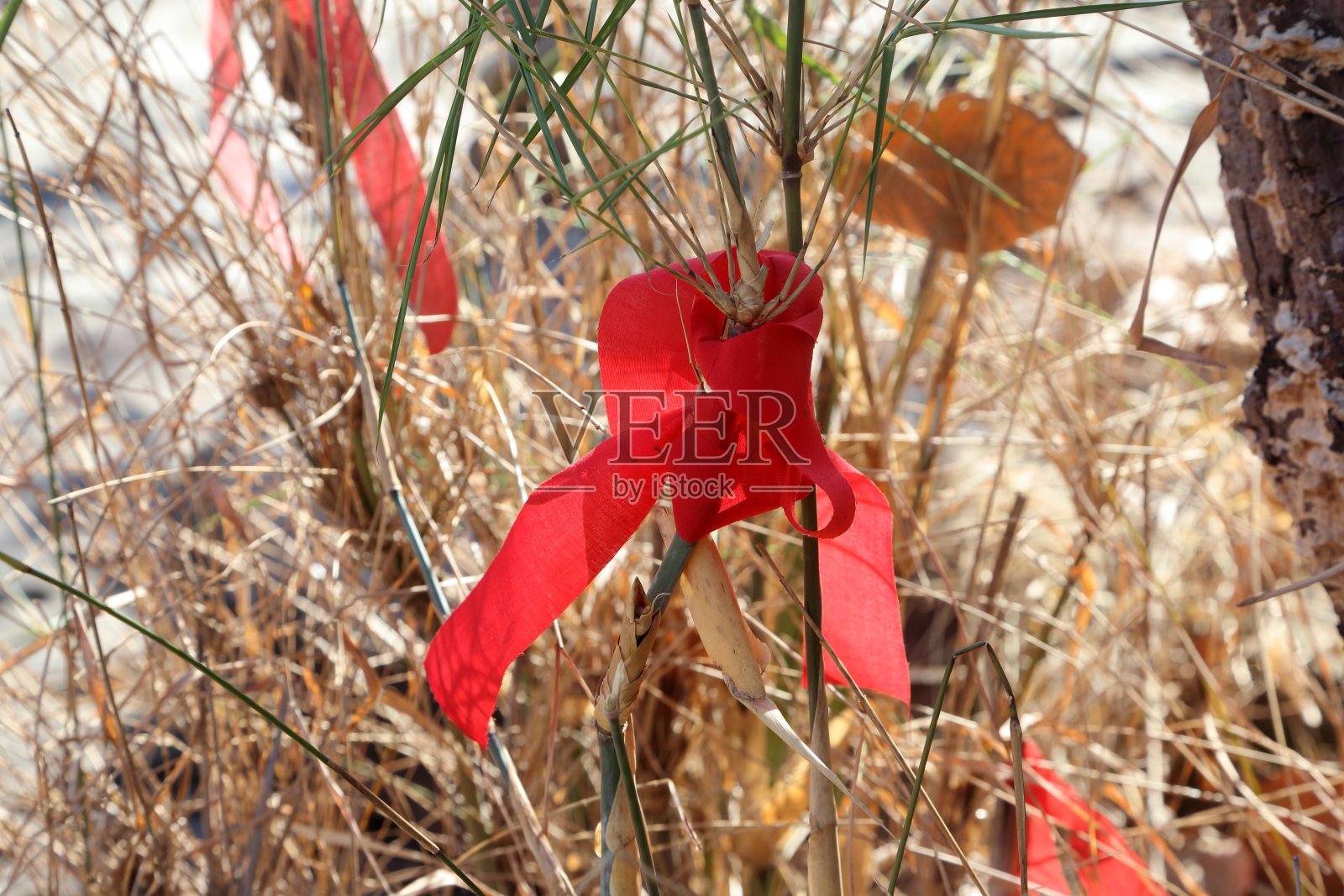 红布绑在树枝上照片摄影图片