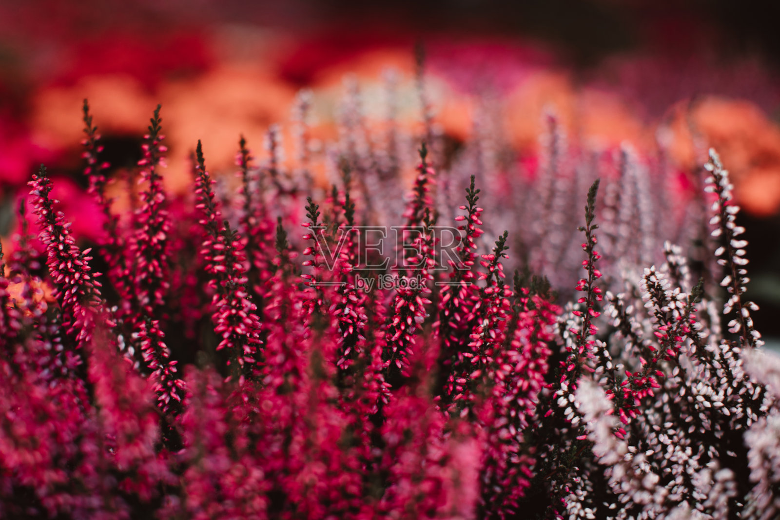 奇异的粉红色鲜艳的花蕾在大自然中生长。照片摄影图片