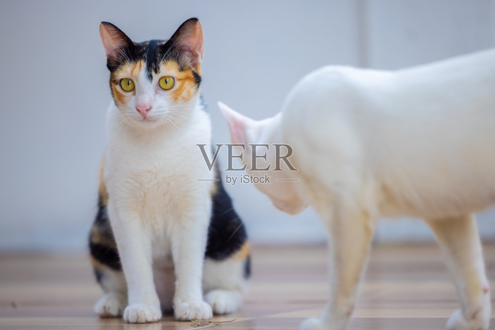 猫在玩复制空间照片摄影图片