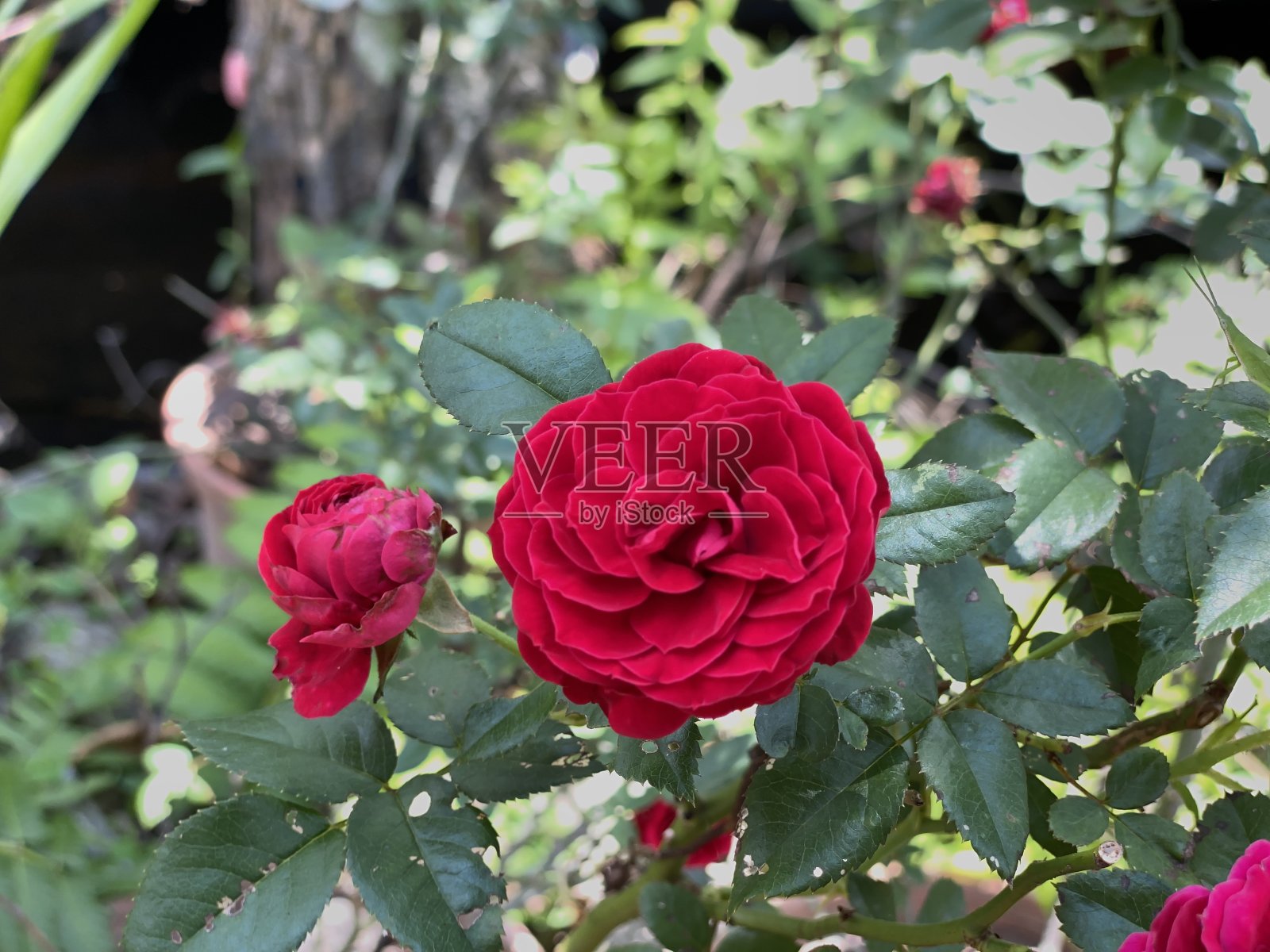 红玫瑰照片摄影图片