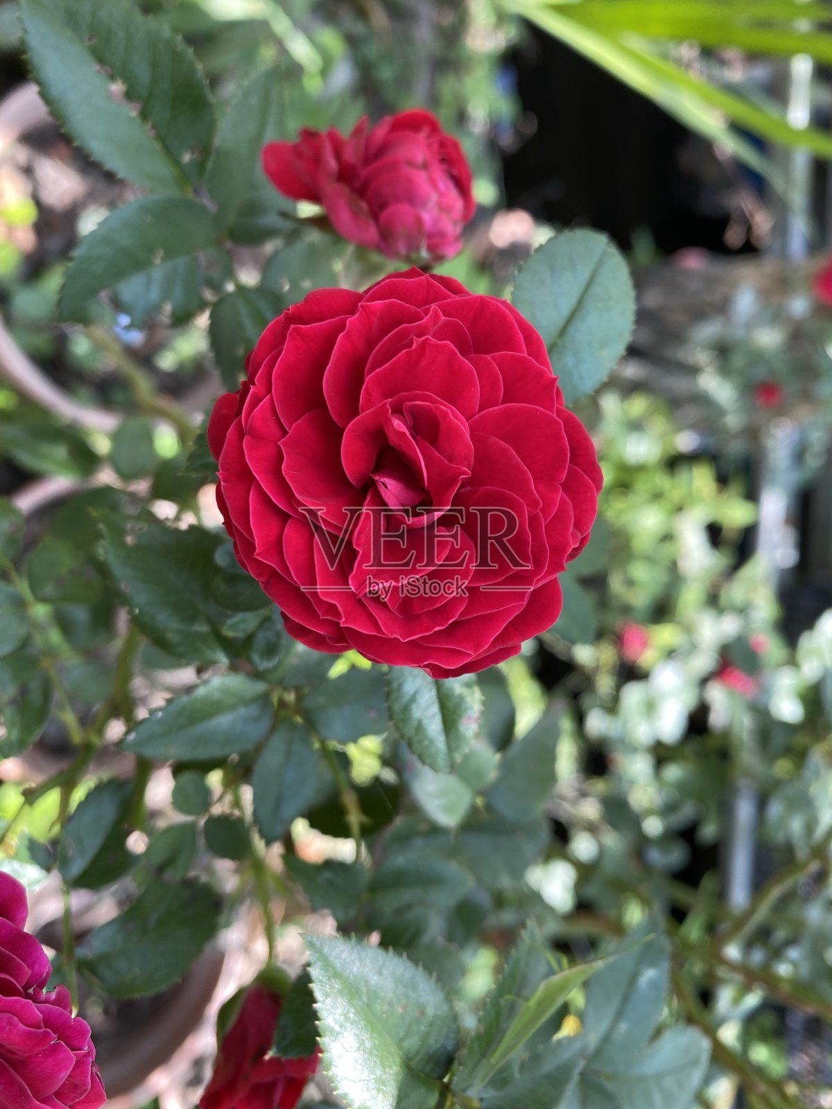 红玫瑰照片摄影图片