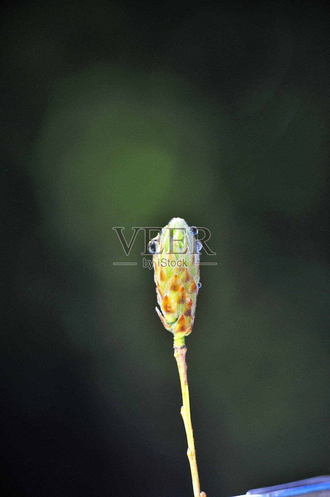 后院常见植物照片摄影图片