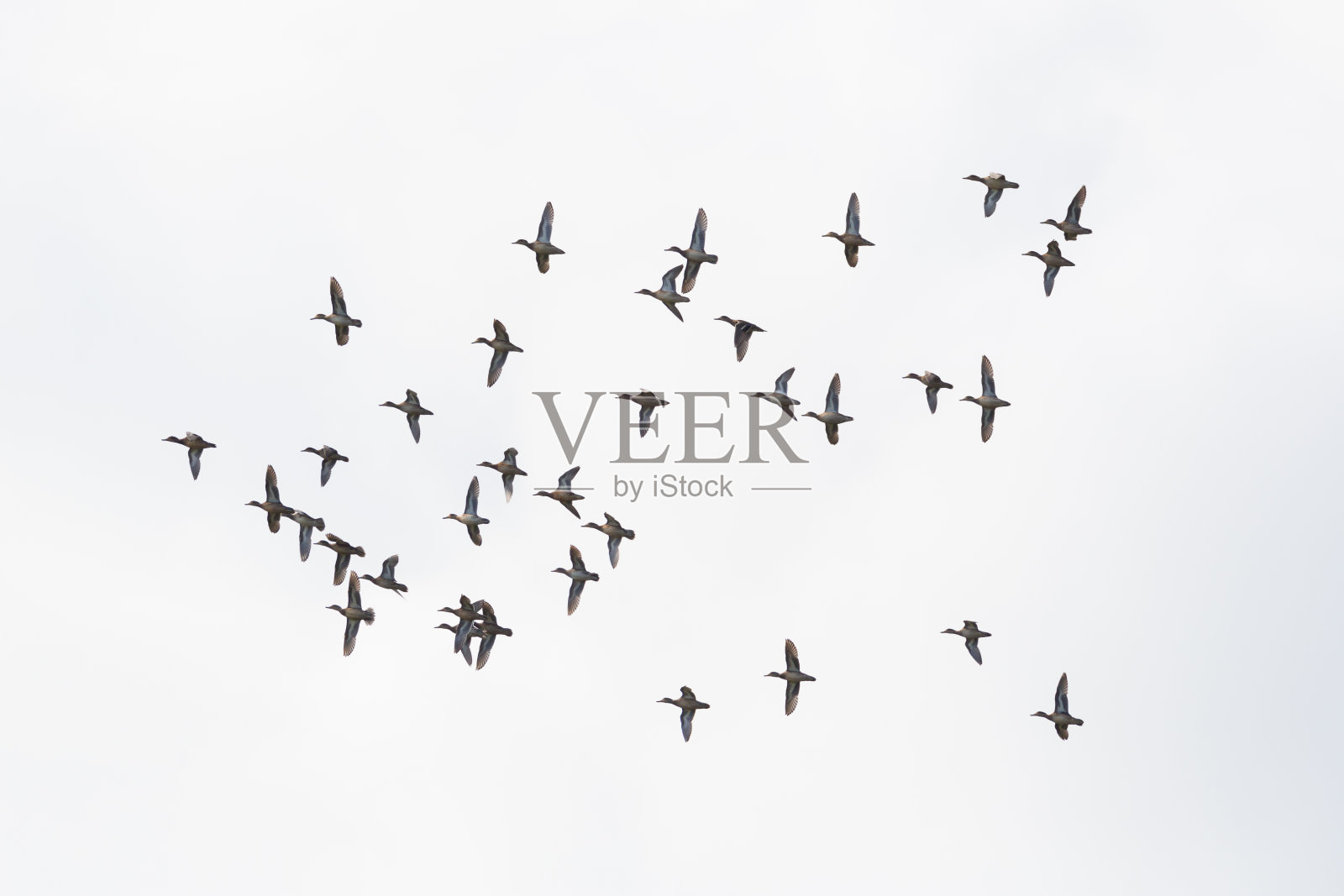 扇动翅膀飞行的一群山鸭照片摄影图片