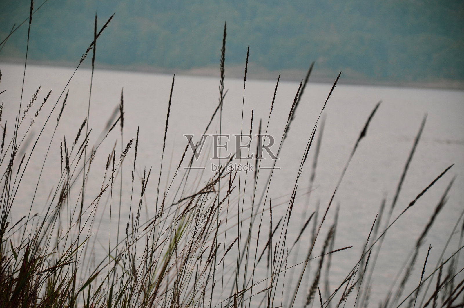河边开着美丽的柳絮花。湖边开着柳絮花。照片摄影图片