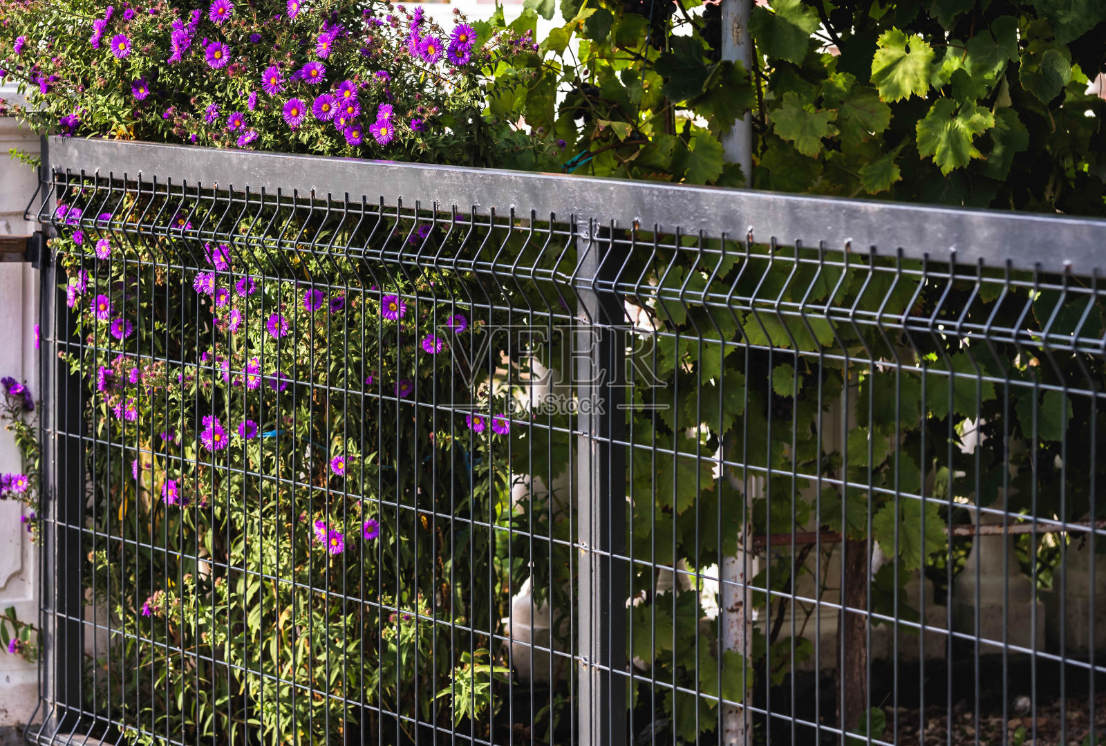 光栅篱笆门照片摄影图片