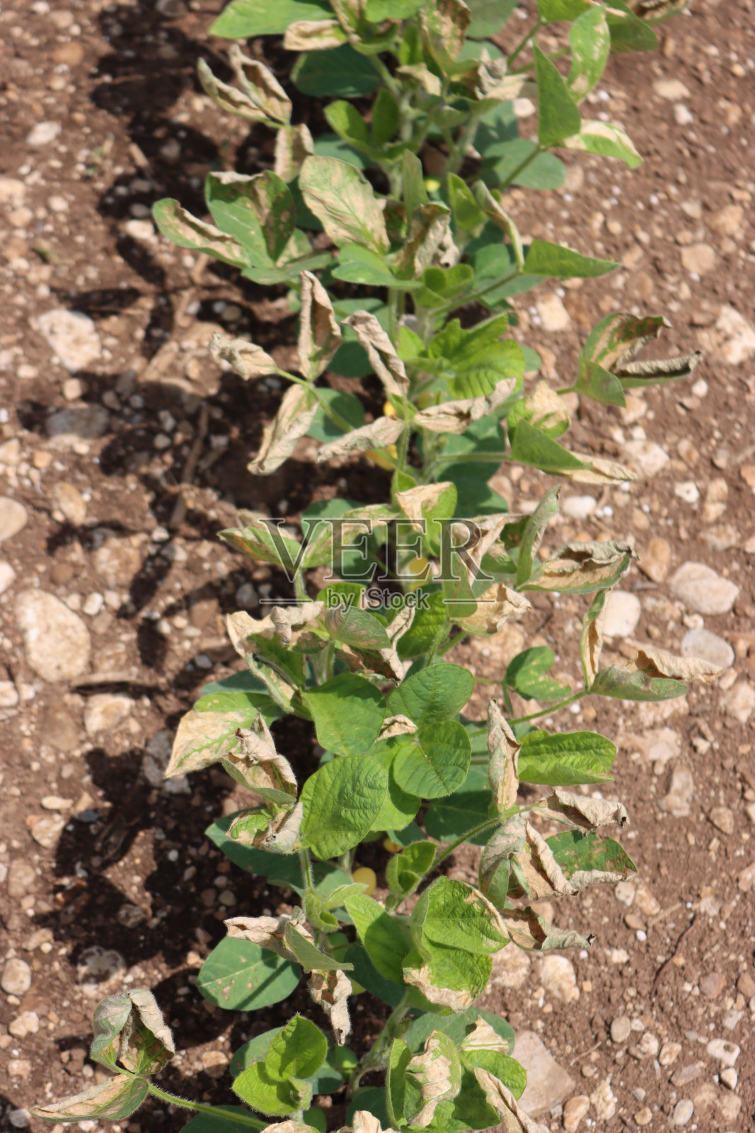 除草剂破坏大豆田的特写镜头照片摄影图片