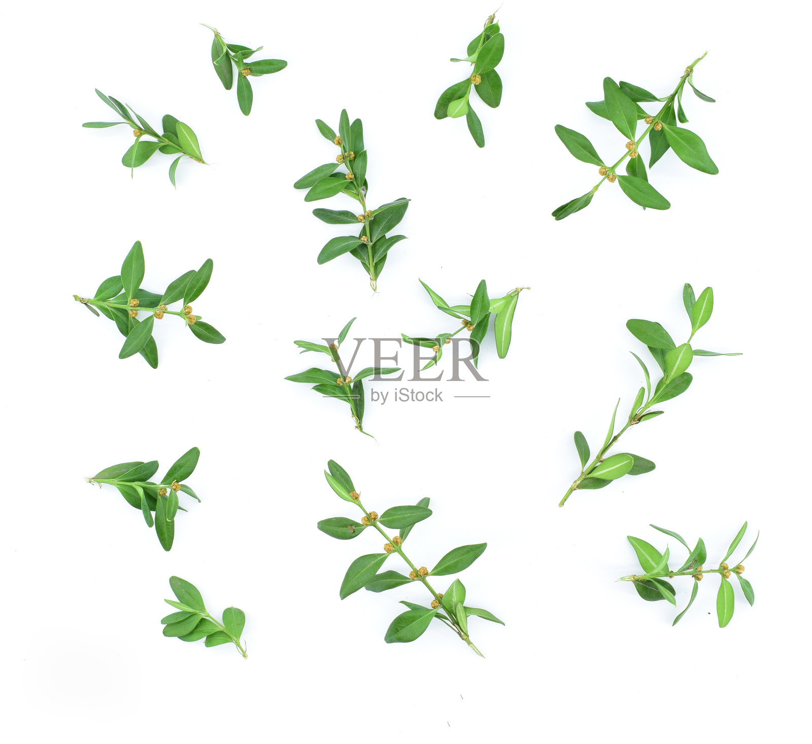 白色背景上的常绿黄杨的小枝。照片摄影图片