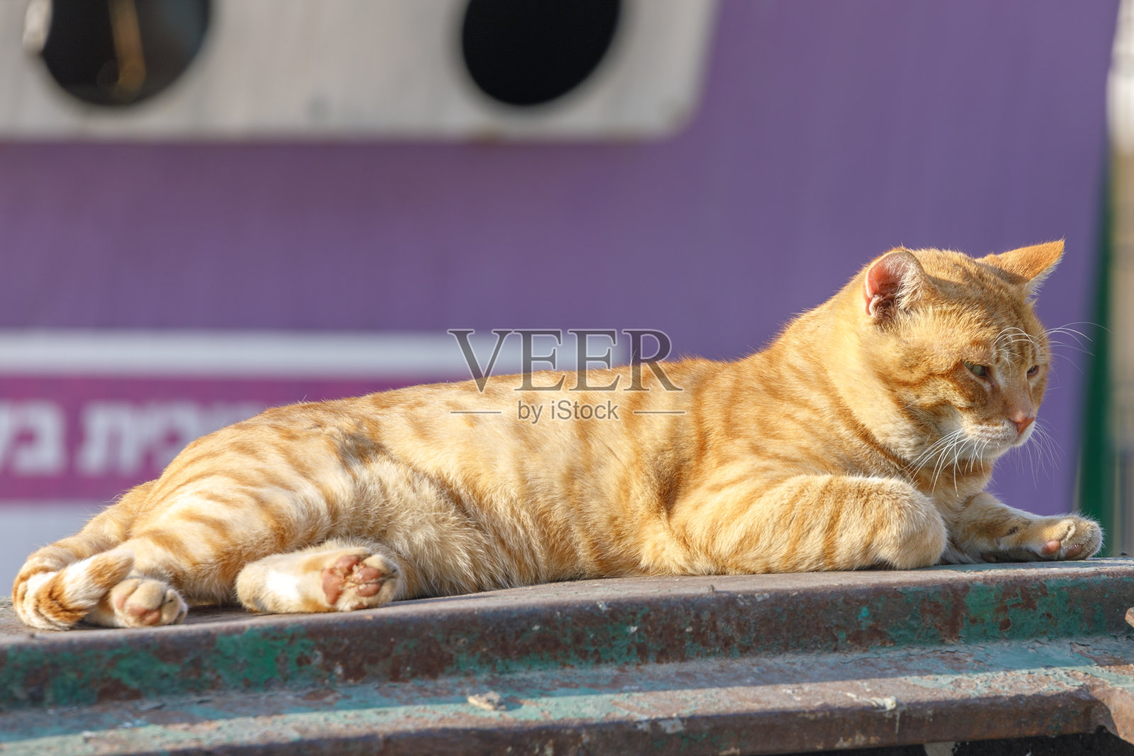 睡在垃圾桶上的流浪红猫照片摄影图片