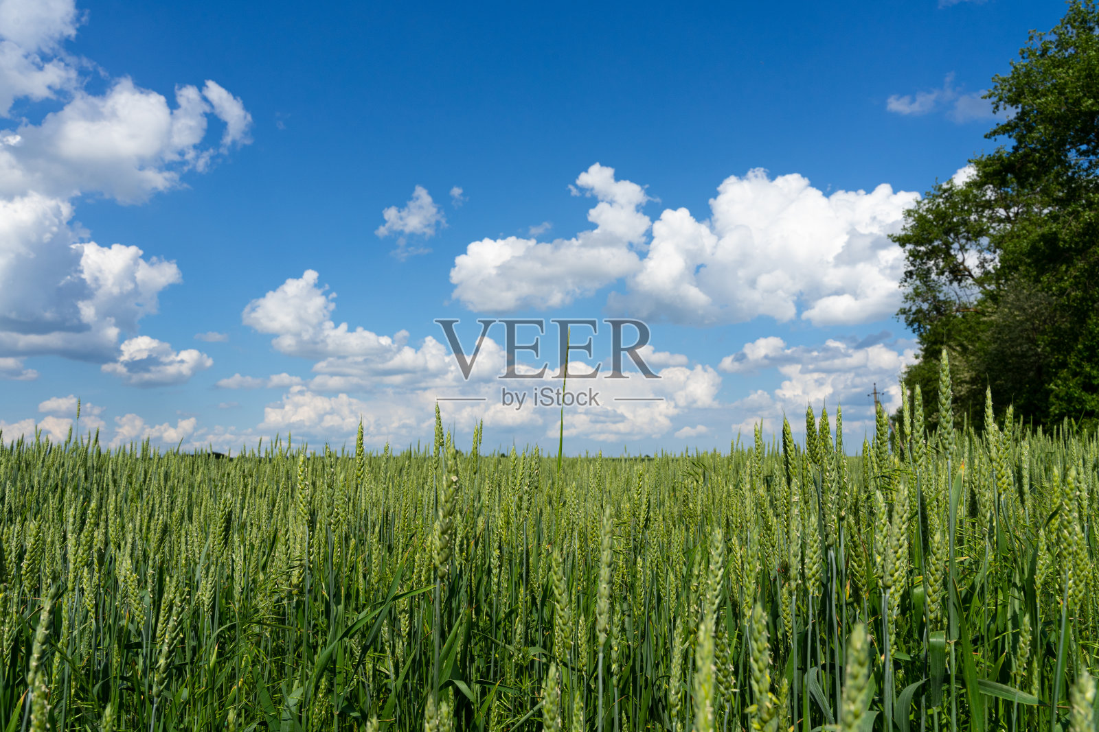 麦田和绿树映衬着蓝天。照片摄影图片