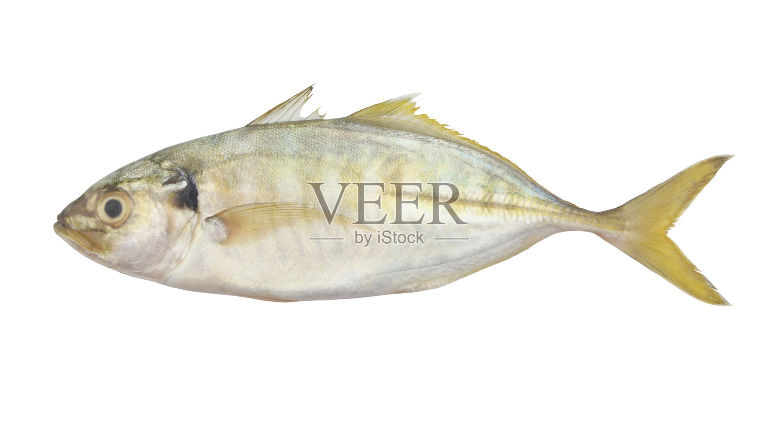 鲭鱼或鲭鱼分离照片摄影图片