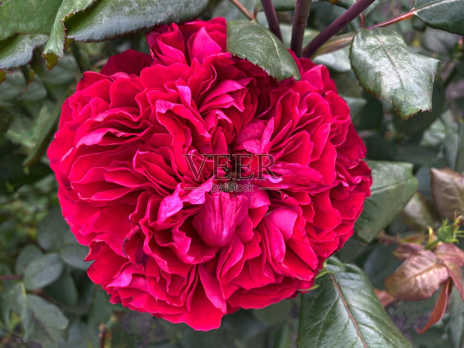 美丽的粉红色玫瑰与繁茂的花瓣在英国花园。照片摄影图片