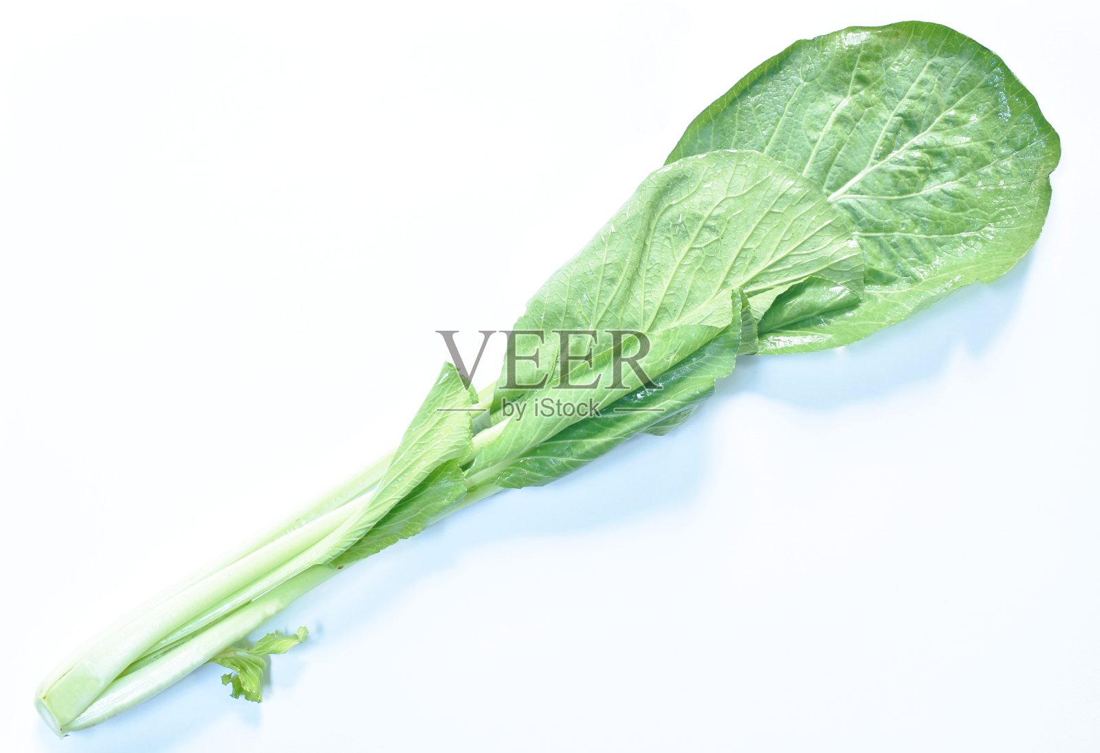 新鲜的绿色白菜蔬菜沙拉，白色背景上的水滴照片摄影图片