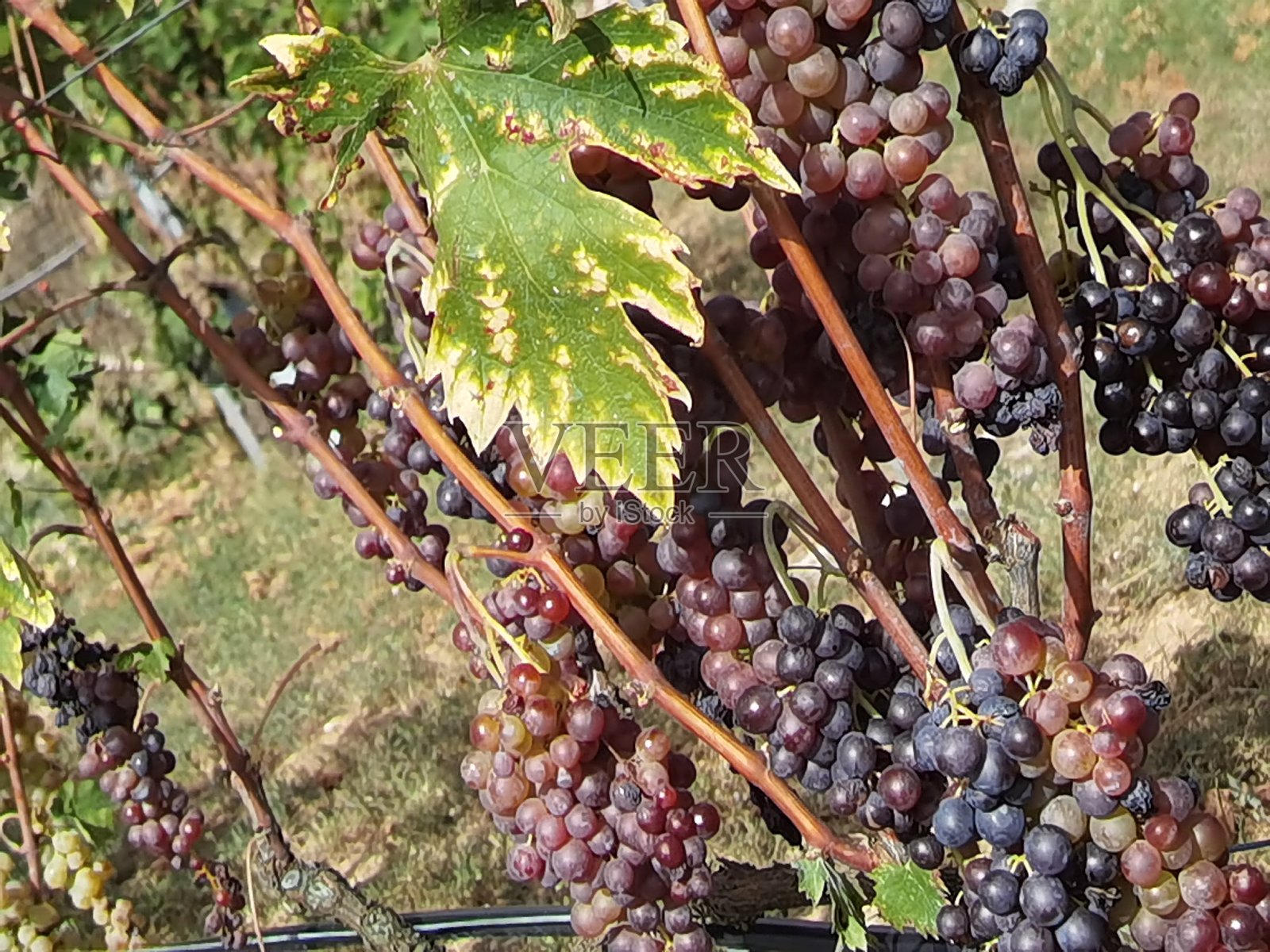 秋天的希腊，葡萄藤上红色成熟的葡萄照片摄影图片
