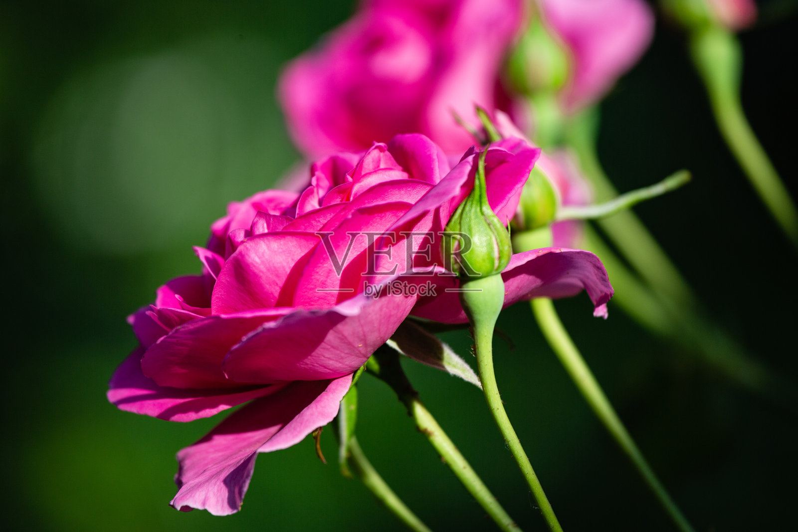 玫瑰花和花蕾在模糊的绿色背景照片摄影图片