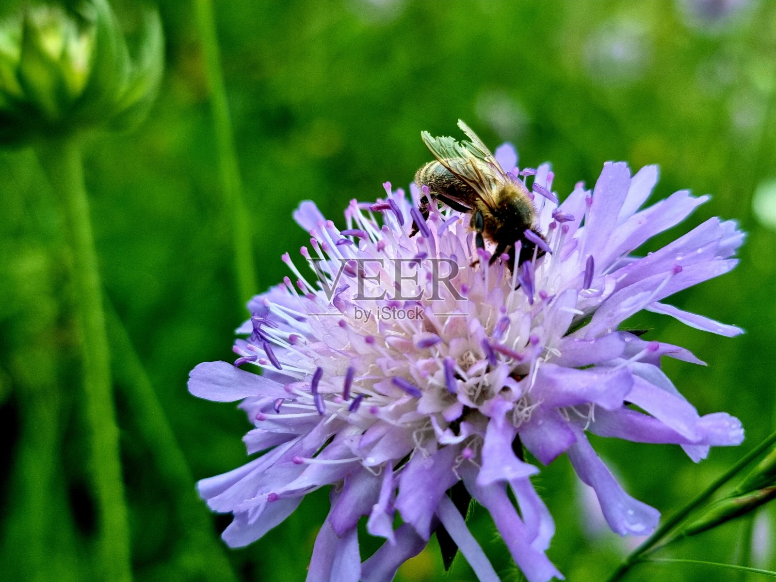 糙野照片摄影图片