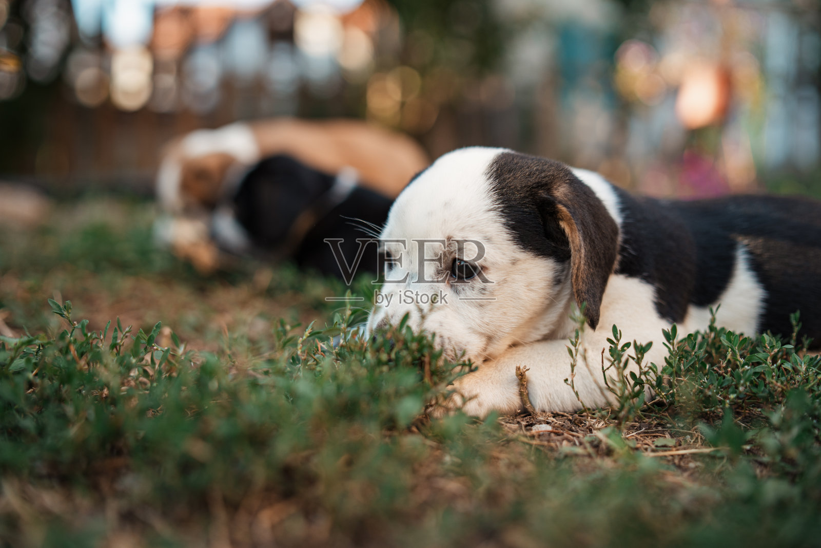 现在是午睡时间!照片摄影图片
