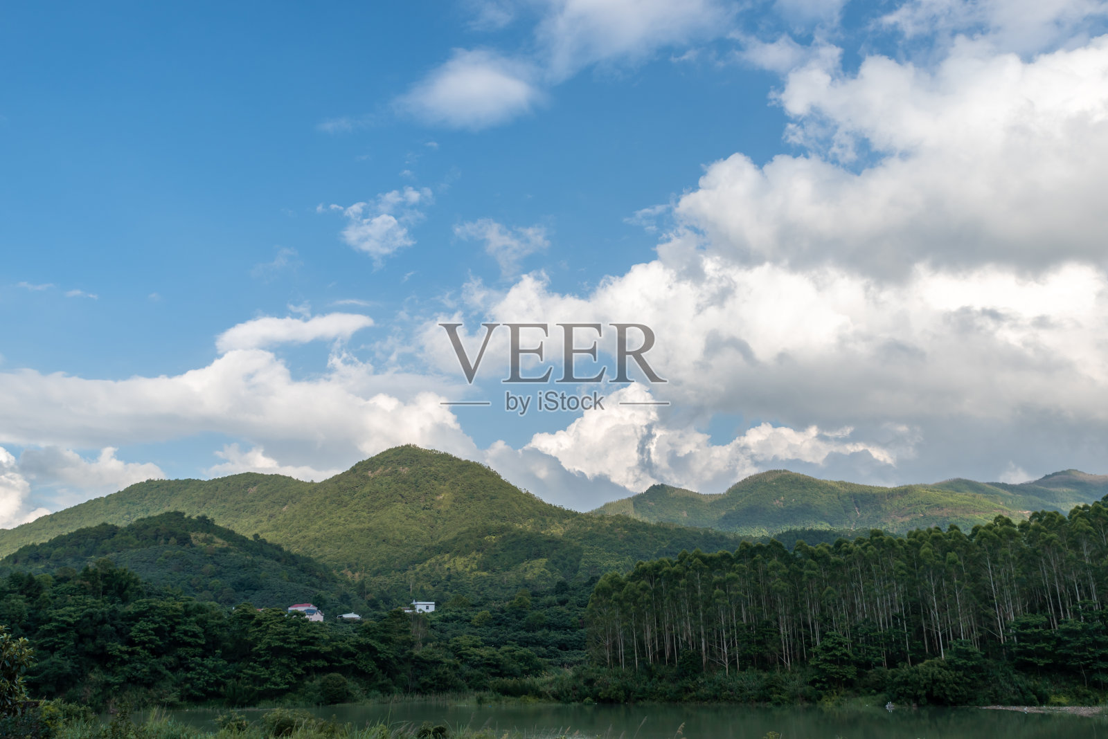 蓝天下的森林里有一排美丽的桉树照片摄影图片