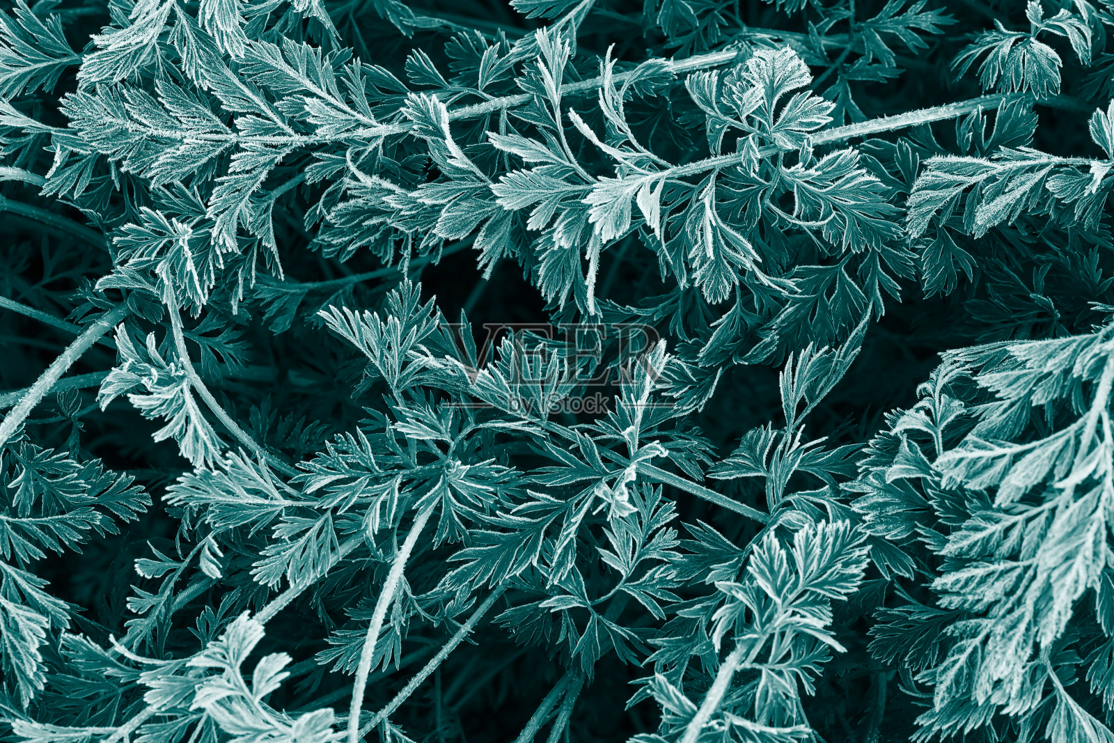 霜冻枝条的植物背景照片摄影图片