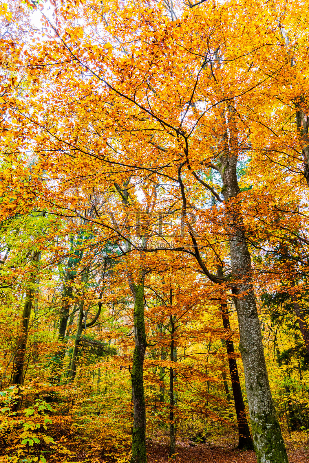 秋天的森林照片摄影图片