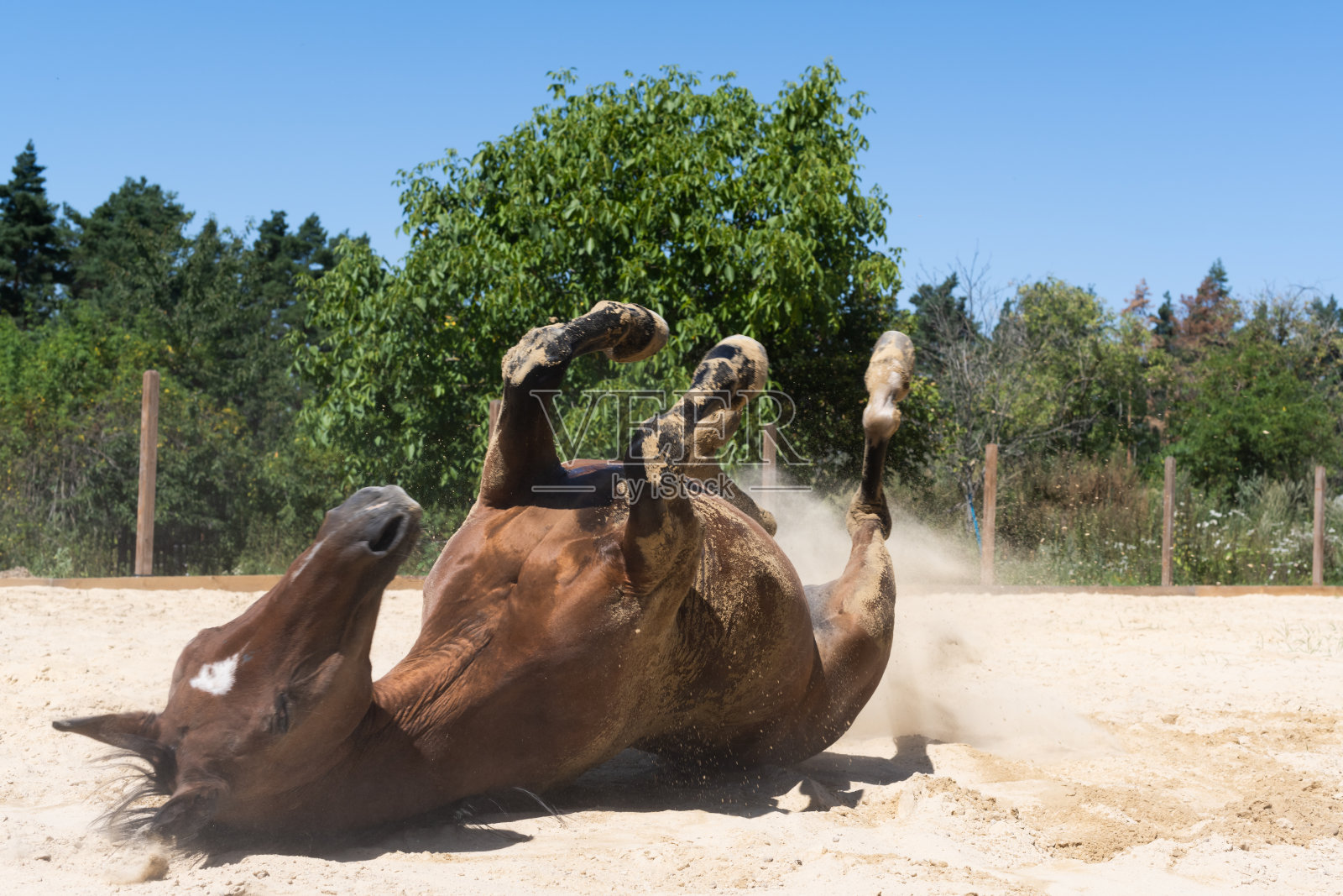 马沙浴-棕色的马在炎热的夏天在沙滩上滚动照片摄影图片