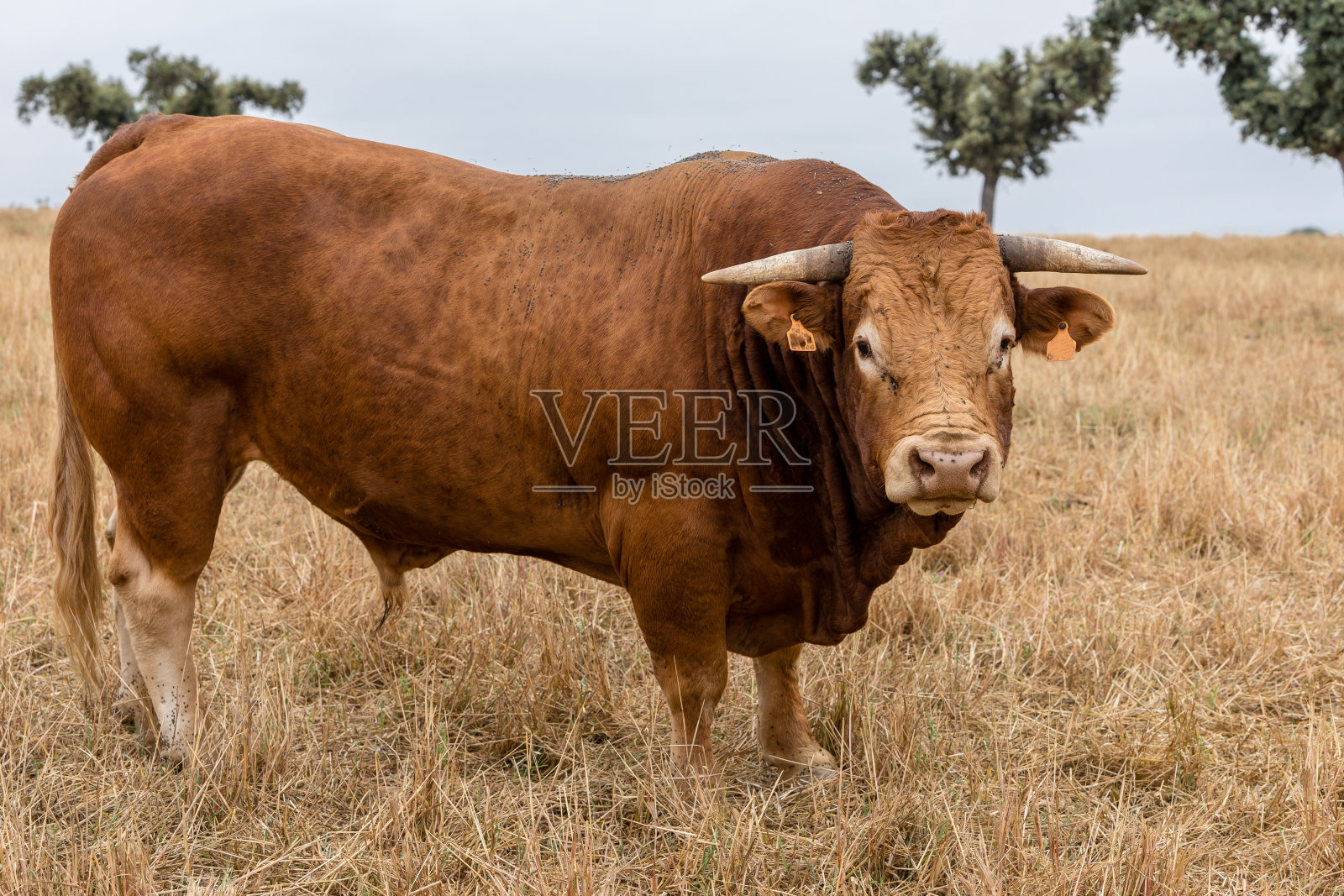 在萨拉曼卡的霍尔木橡树草地上吃草的牛群照片摄影图片