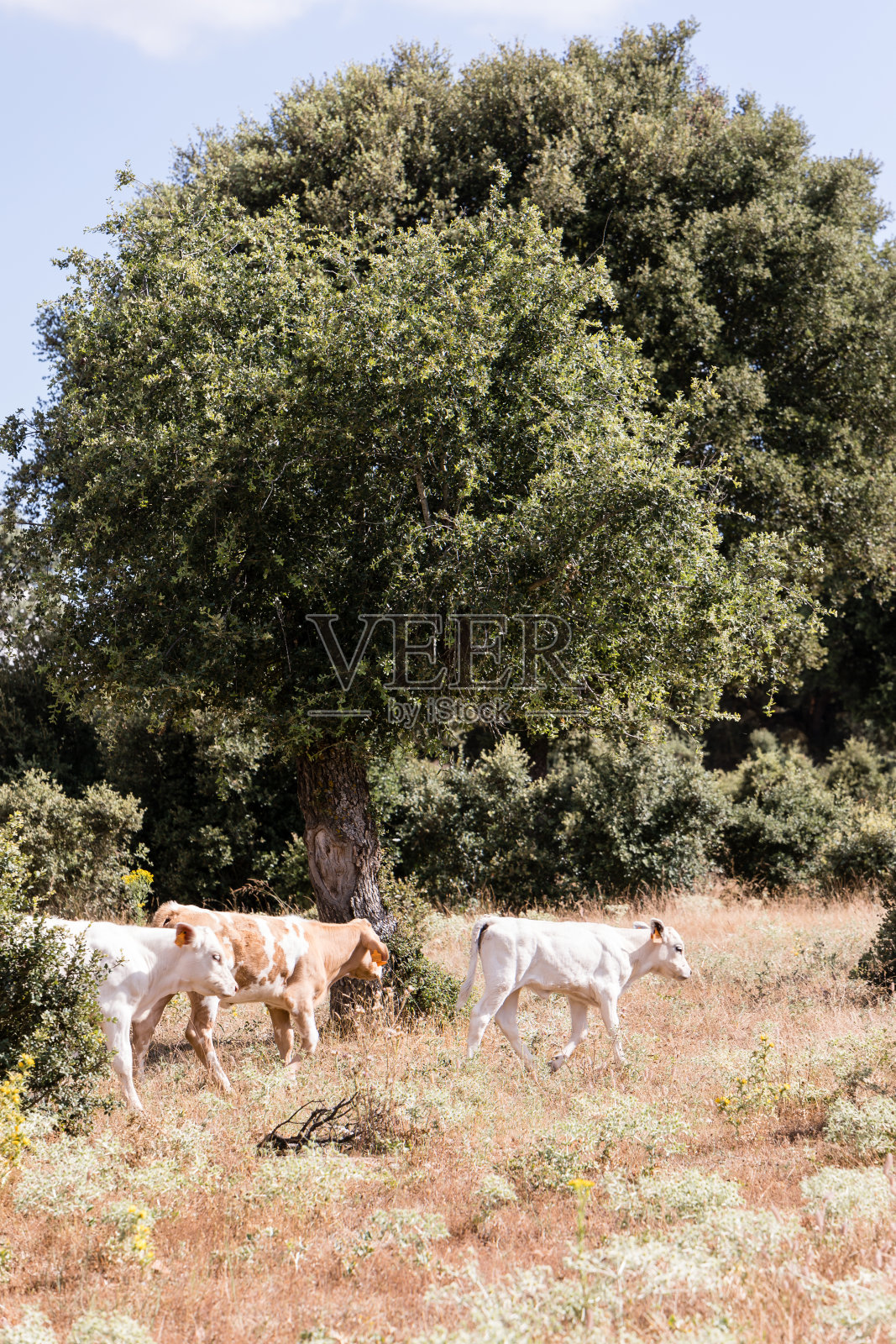 在萨拉曼卡的霍尔木橡树草地上吃草的牛群照片摄影图片