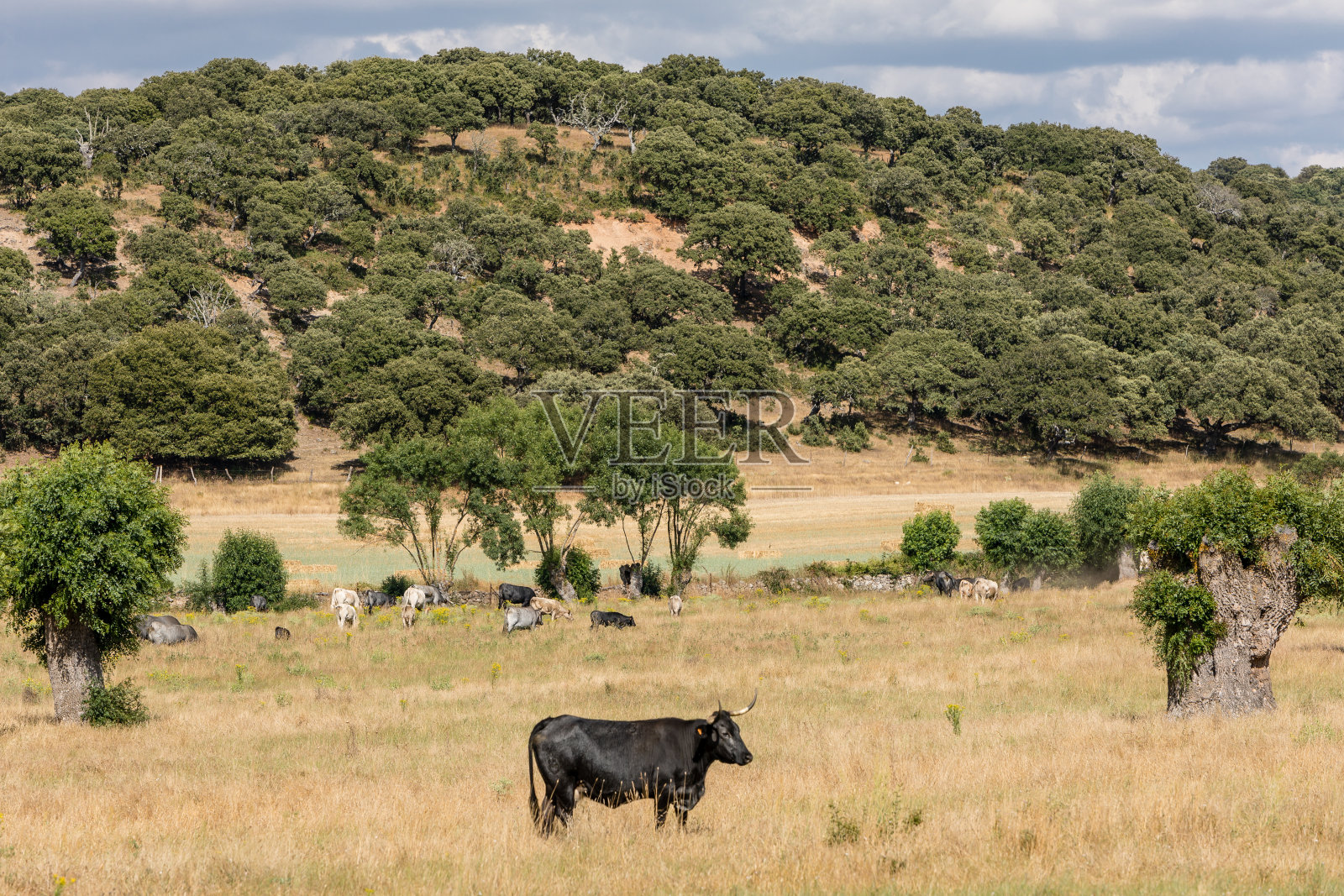 在萨拉曼卡的霍尔木橡树草地上吃草的牛群照片摄影图片