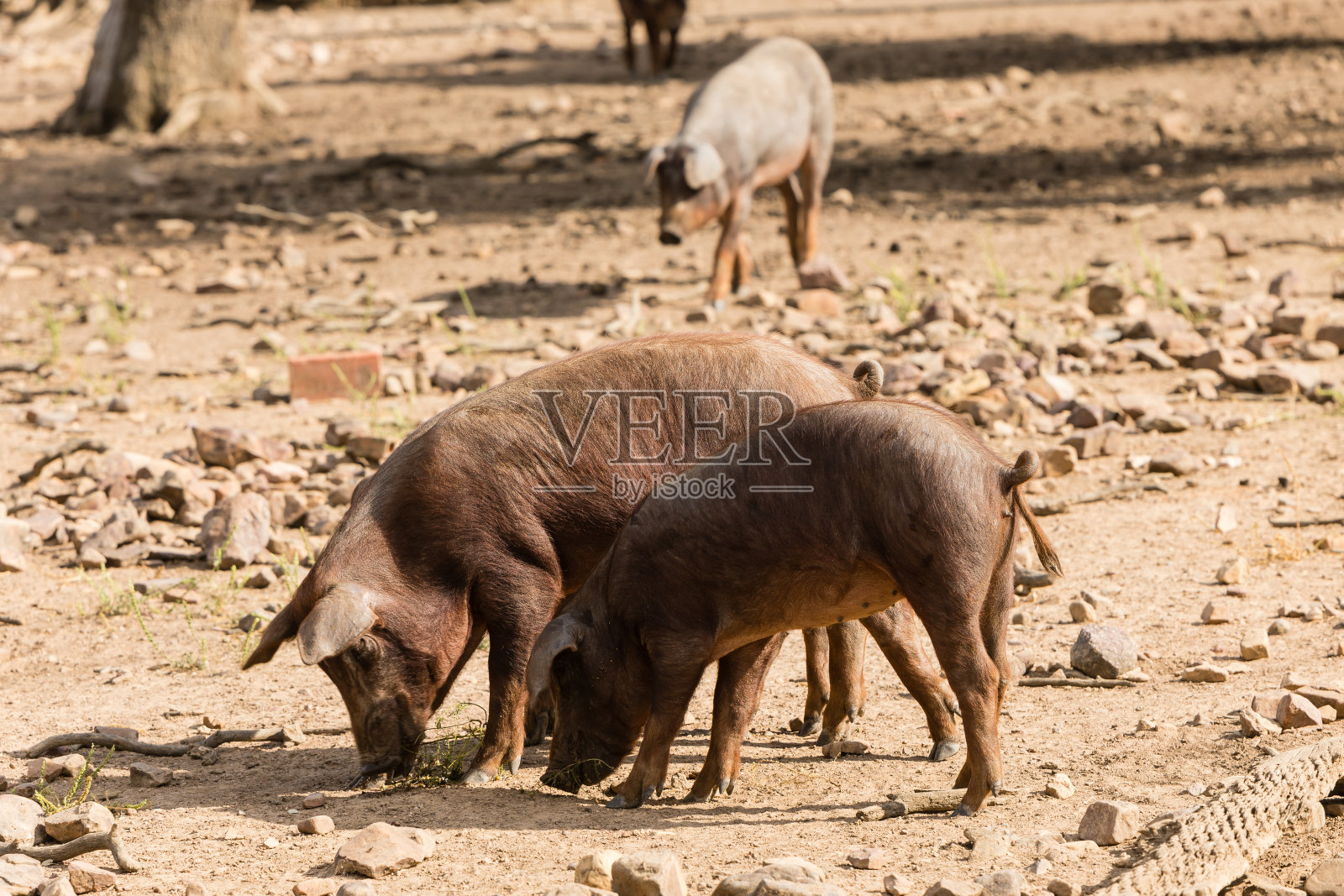 在萨拉曼卡橡树的牧场上吃草的猪照片摄影图片