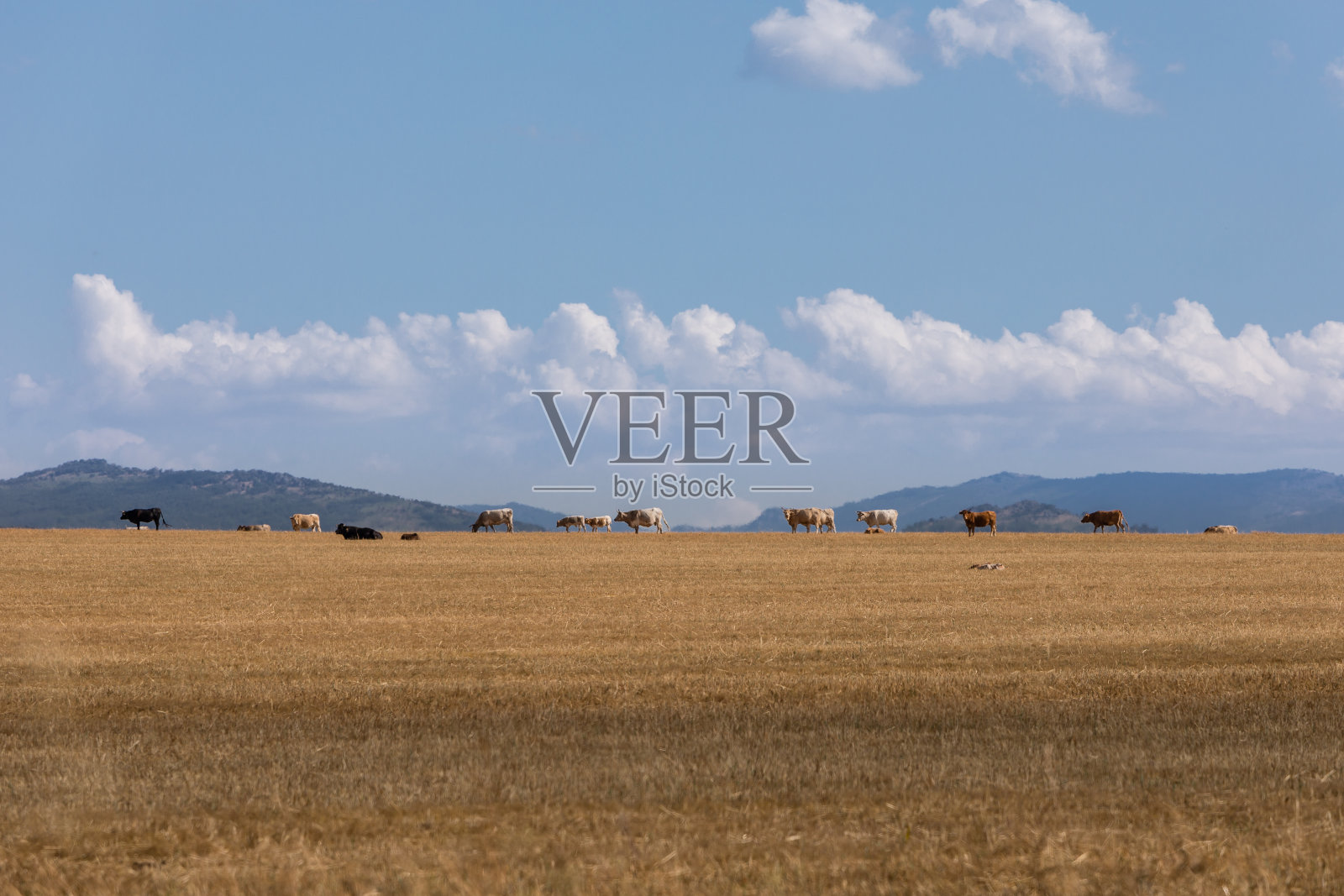 在萨拉曼卡的霍尔木橡树草地上吃草的牛群照片摄影图片