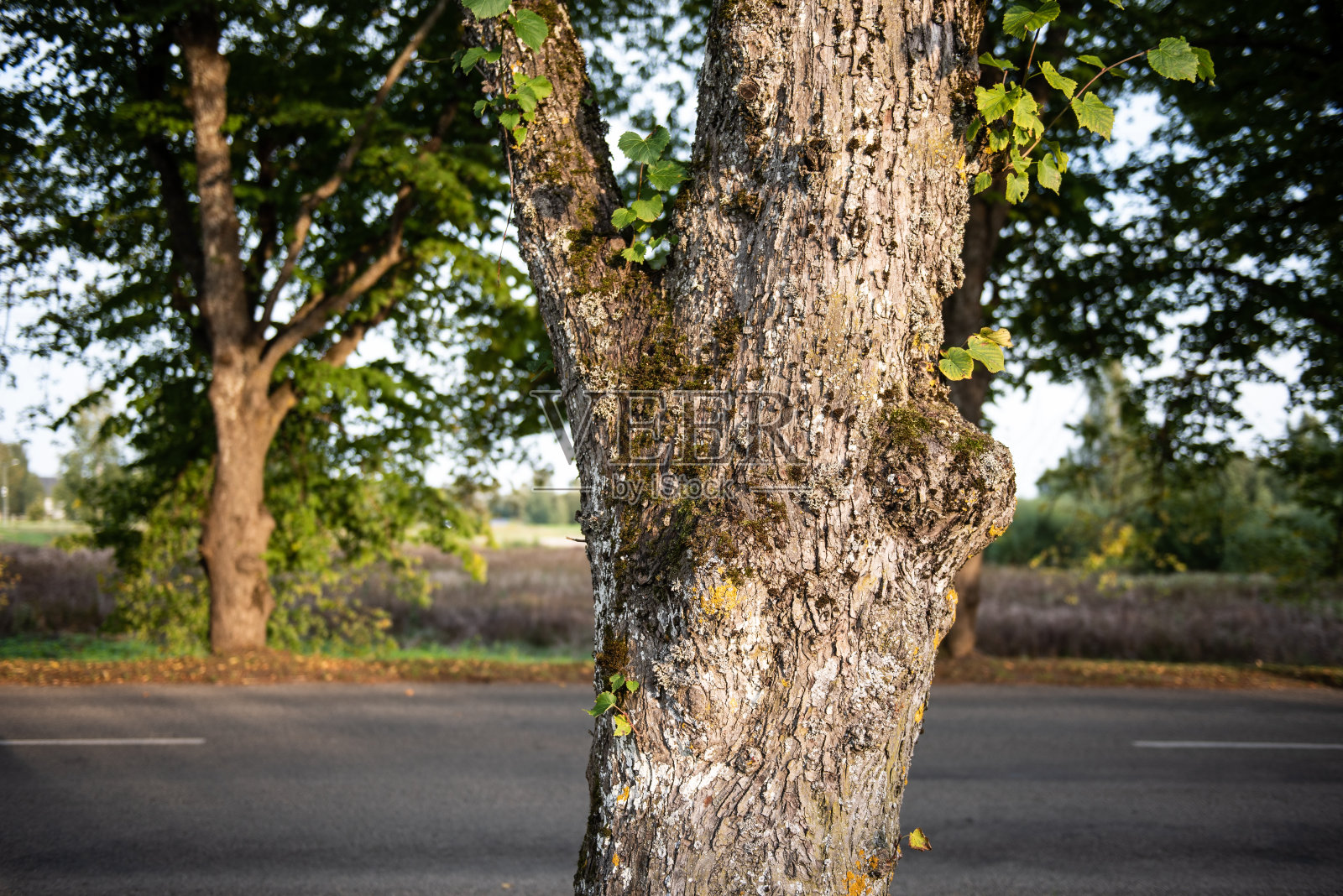 拉脱维亚库尔迪加的老椴树小巷和柏油马路照片摄影图片