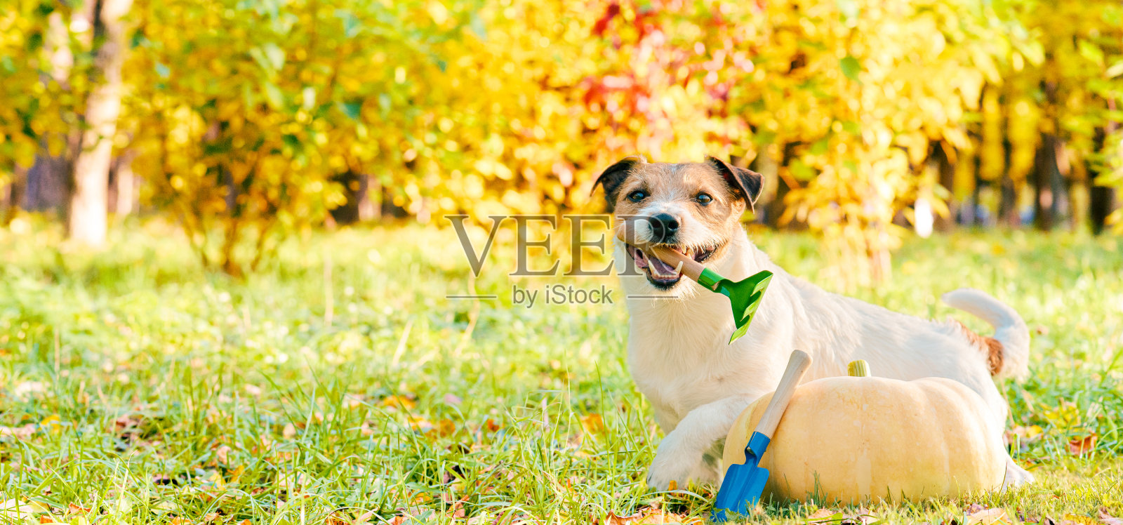 快乐的狗在嘴花园工具旁边大南瓜与秋天的背景照片摄影图片