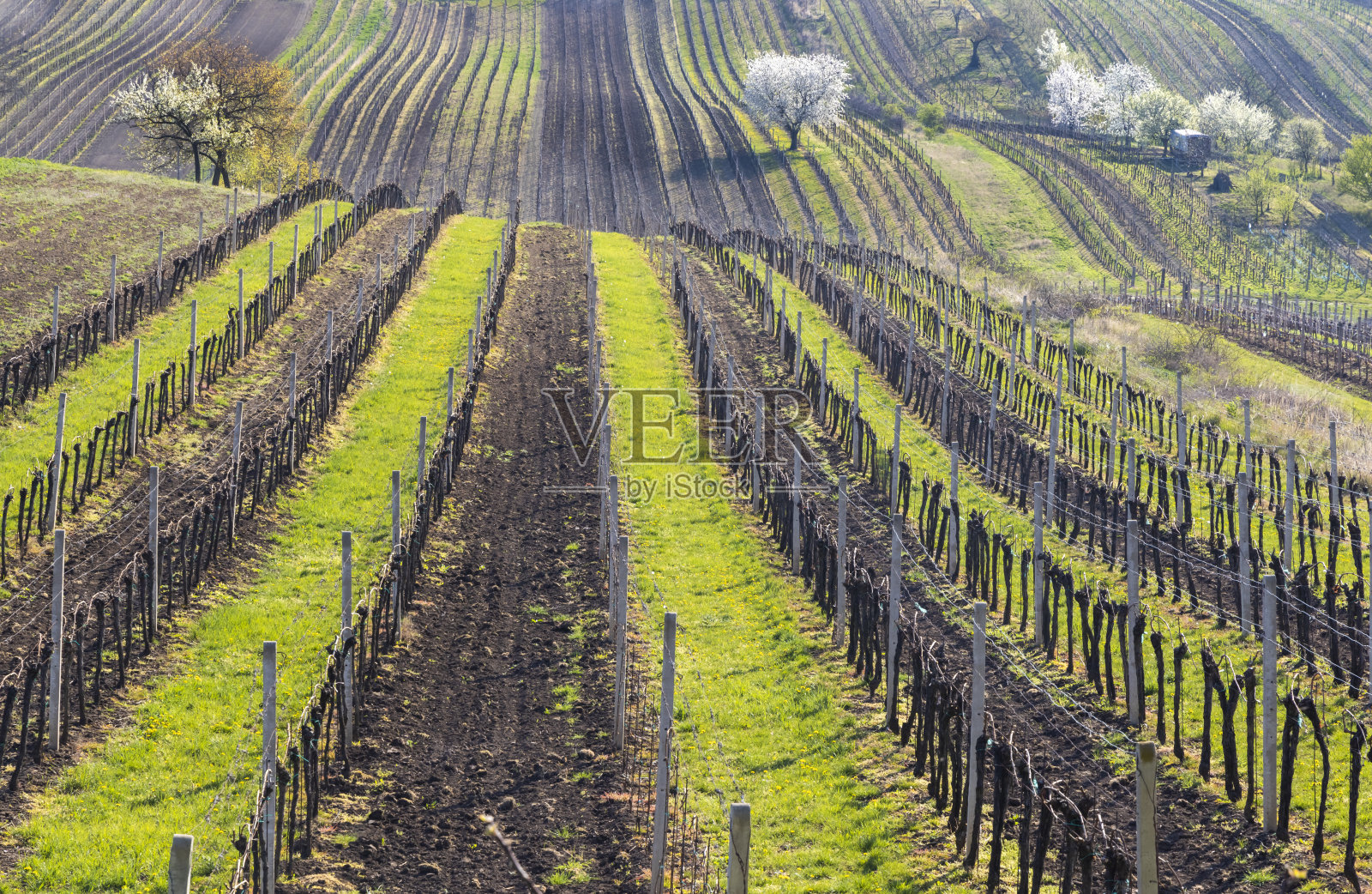 捷克共和国南摩拉维亚Cejkovice附近的葡萄园里有开花的樱桃照片摄影图片