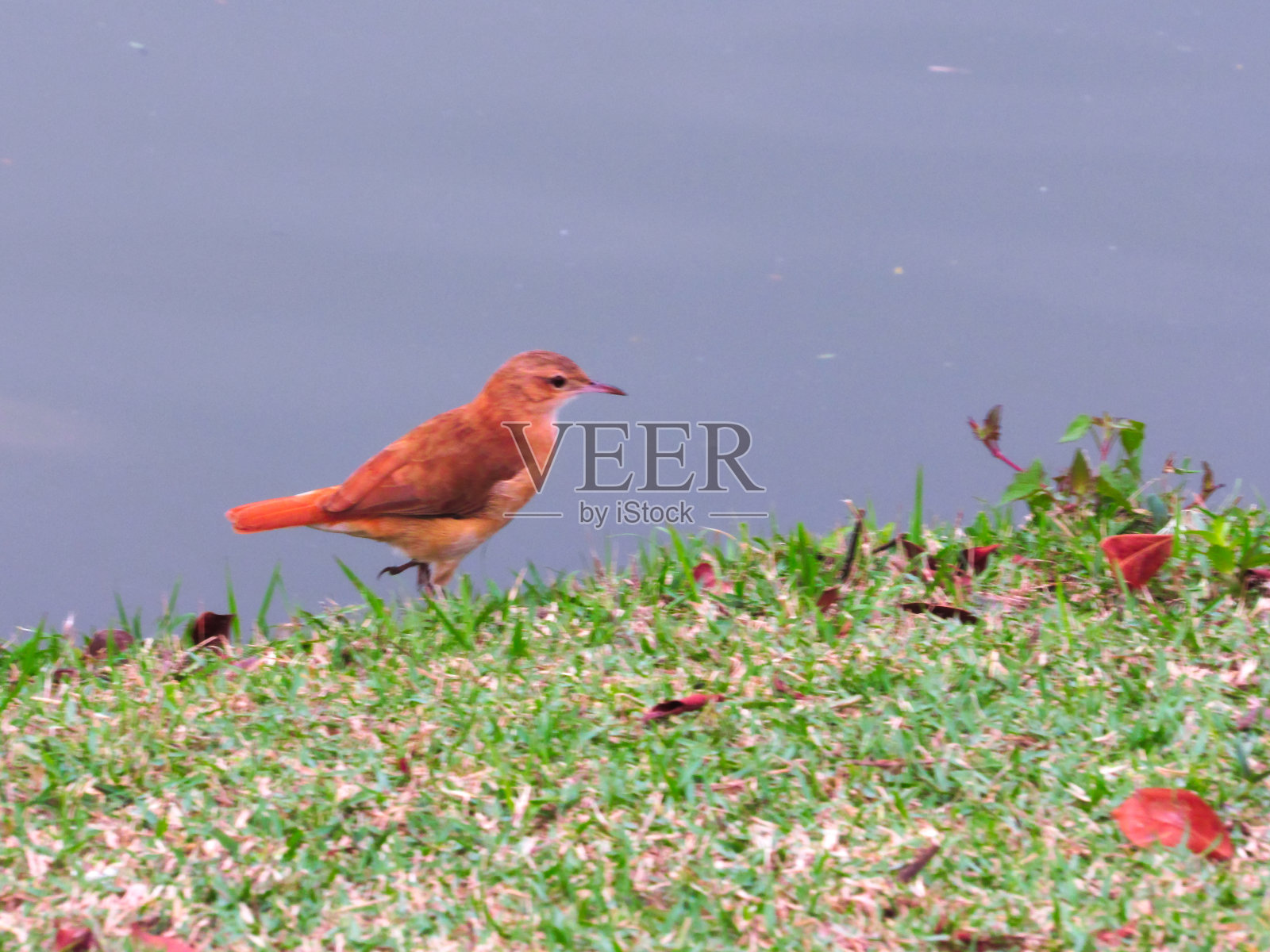 被称为Rufous Hornero (Furnarius rufus)的鸟，在湖边的植被上奔跑。照片摄影图片