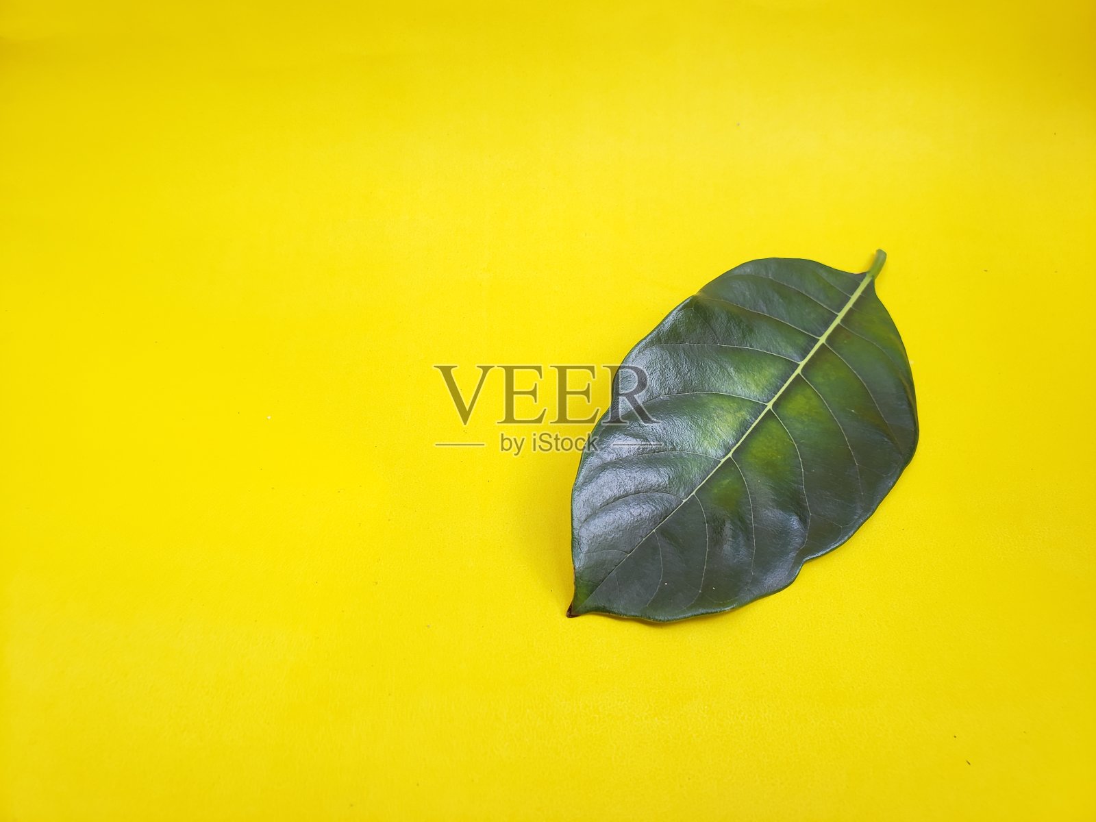 黄色背景上绿色菠萝蜜叶子的特写照片摄影图片