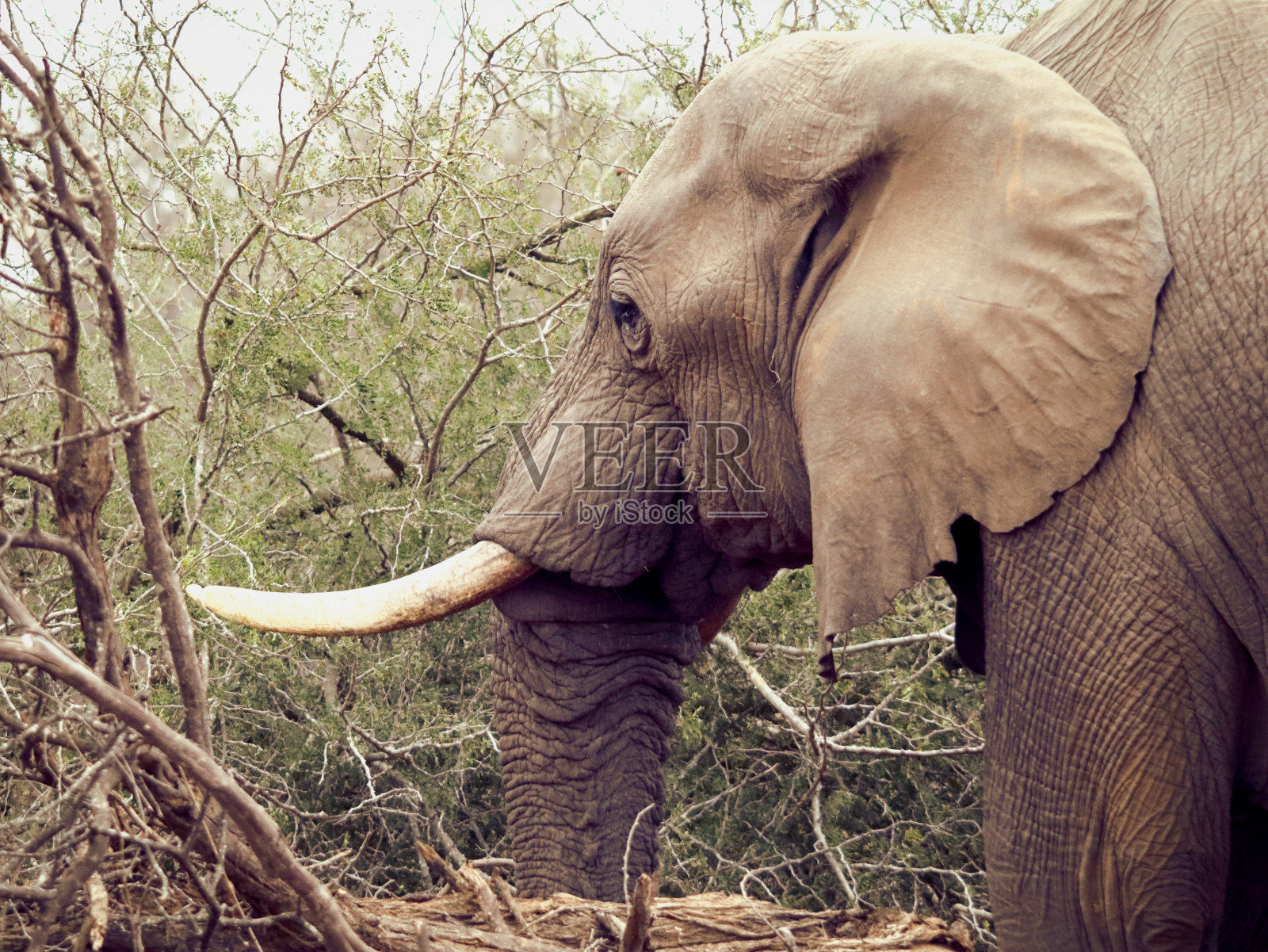 克鲁格国家公园的大象近距离观察细节部分照片摄影图片