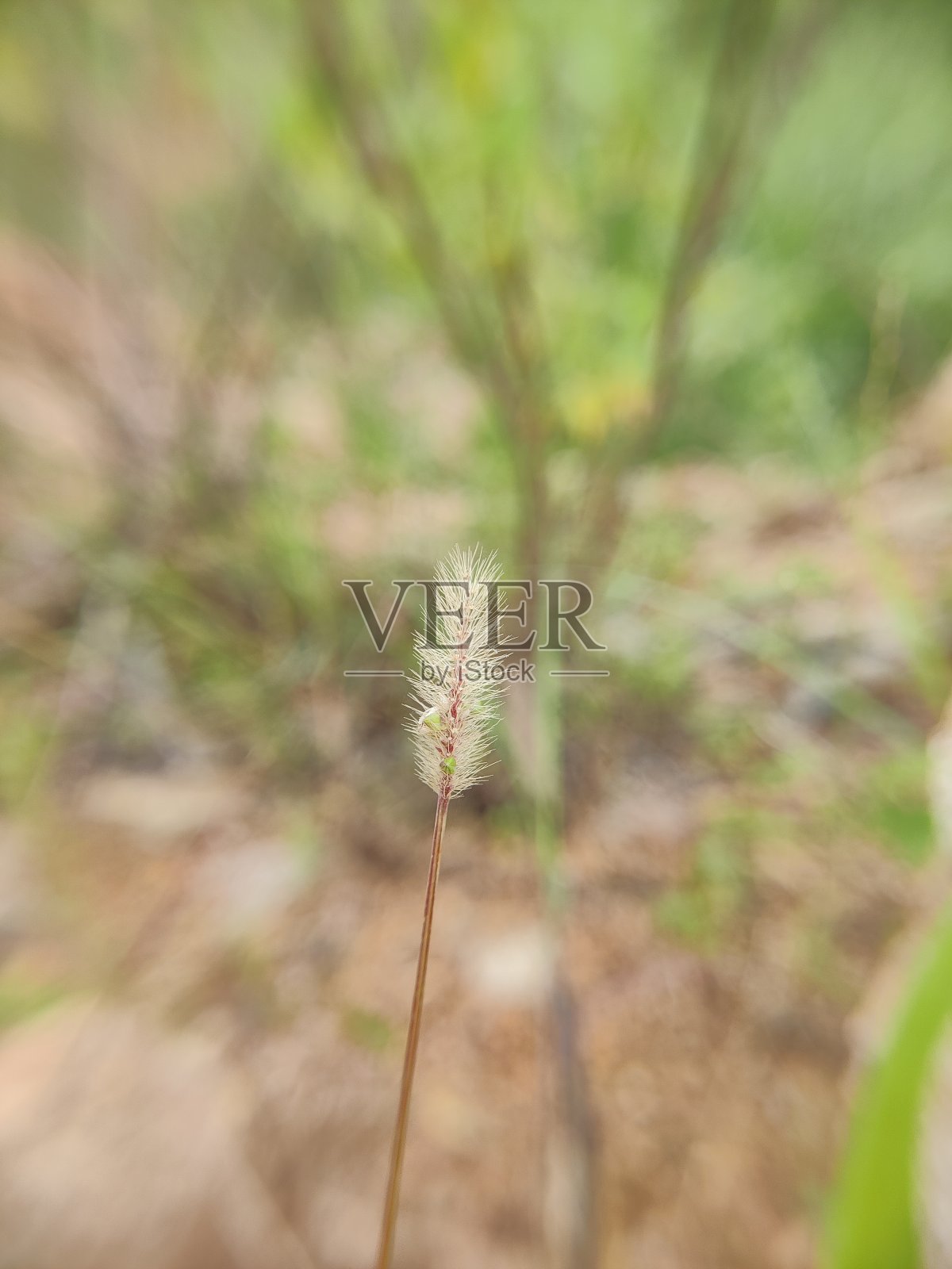 花园里的草照片摄影图片